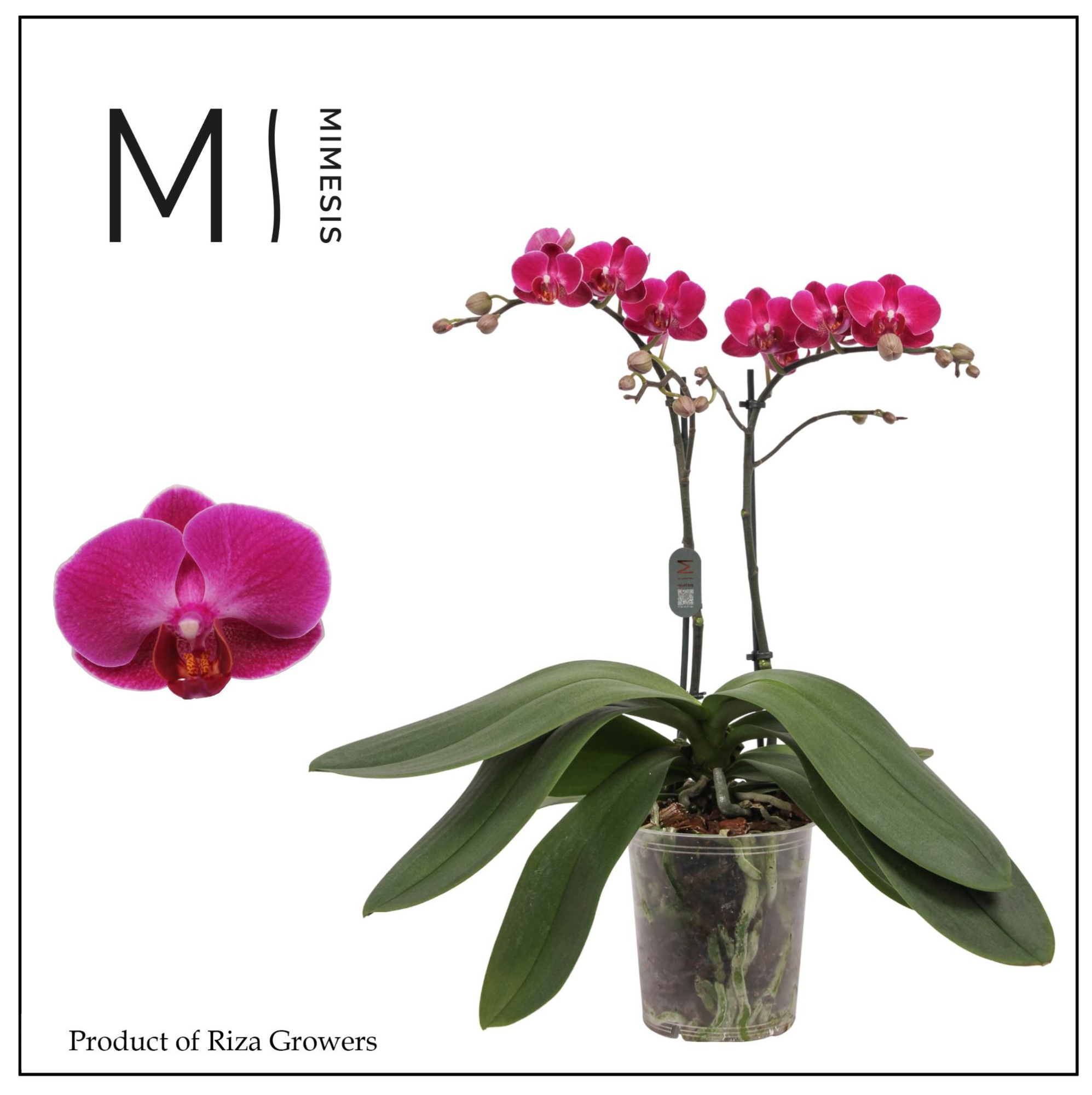 Phalaenopsis Morelia 2 spike - 12cm | Mimesis, D 12 cm