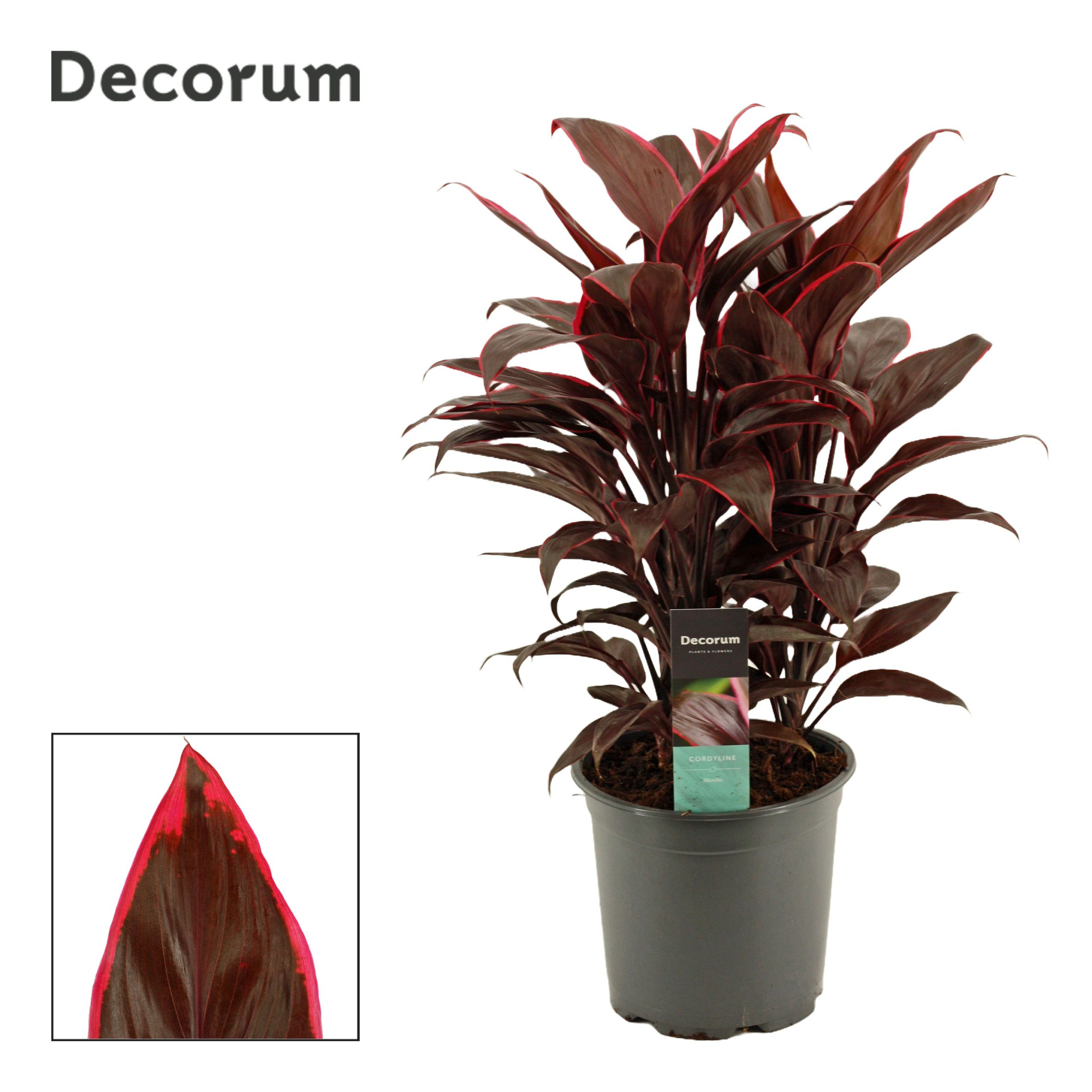 Cordyline Mambo Toef 19 cm (Decorum), D 19 cm