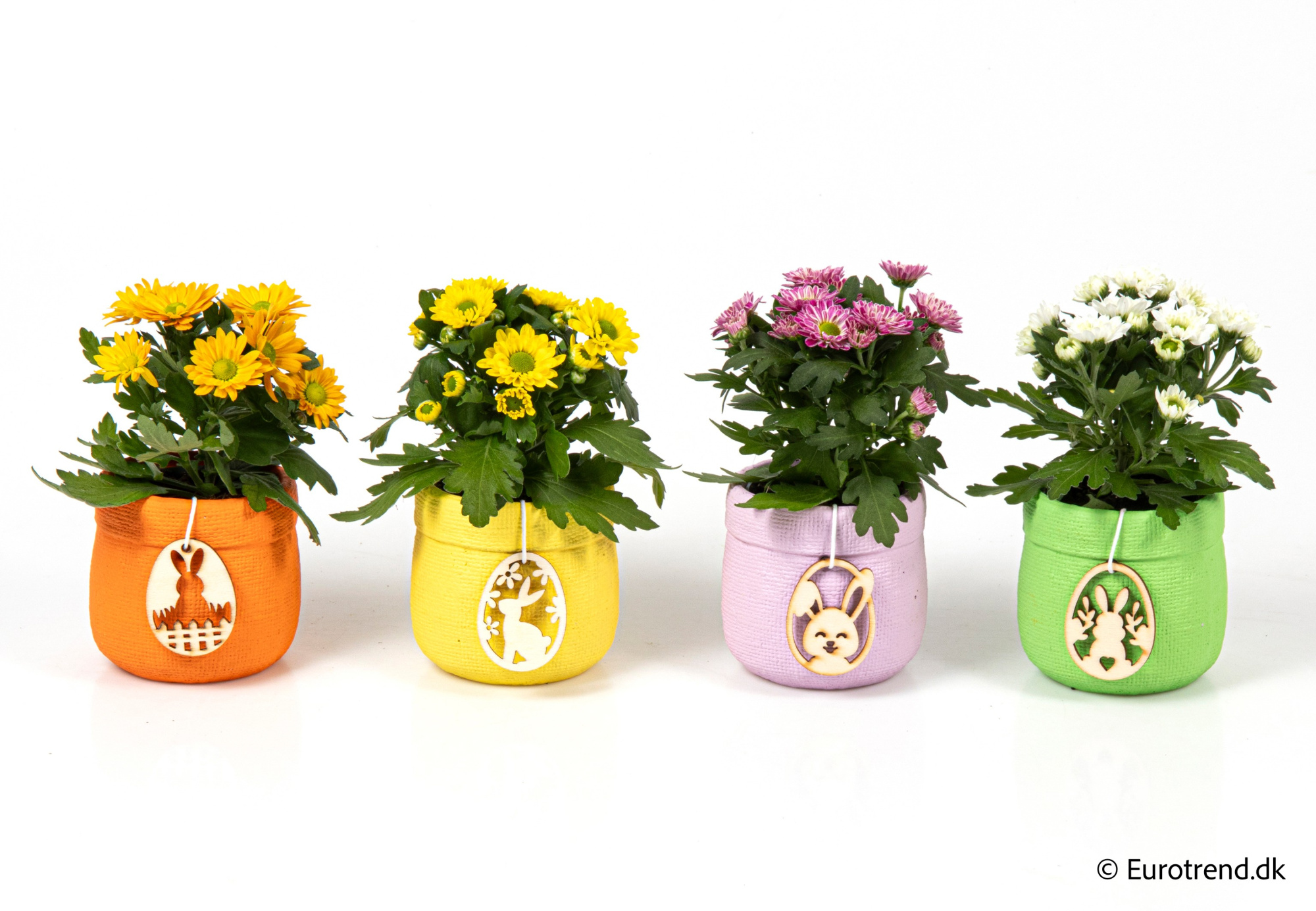 Chrysanthemum in Easter ceramic 2026, D 6