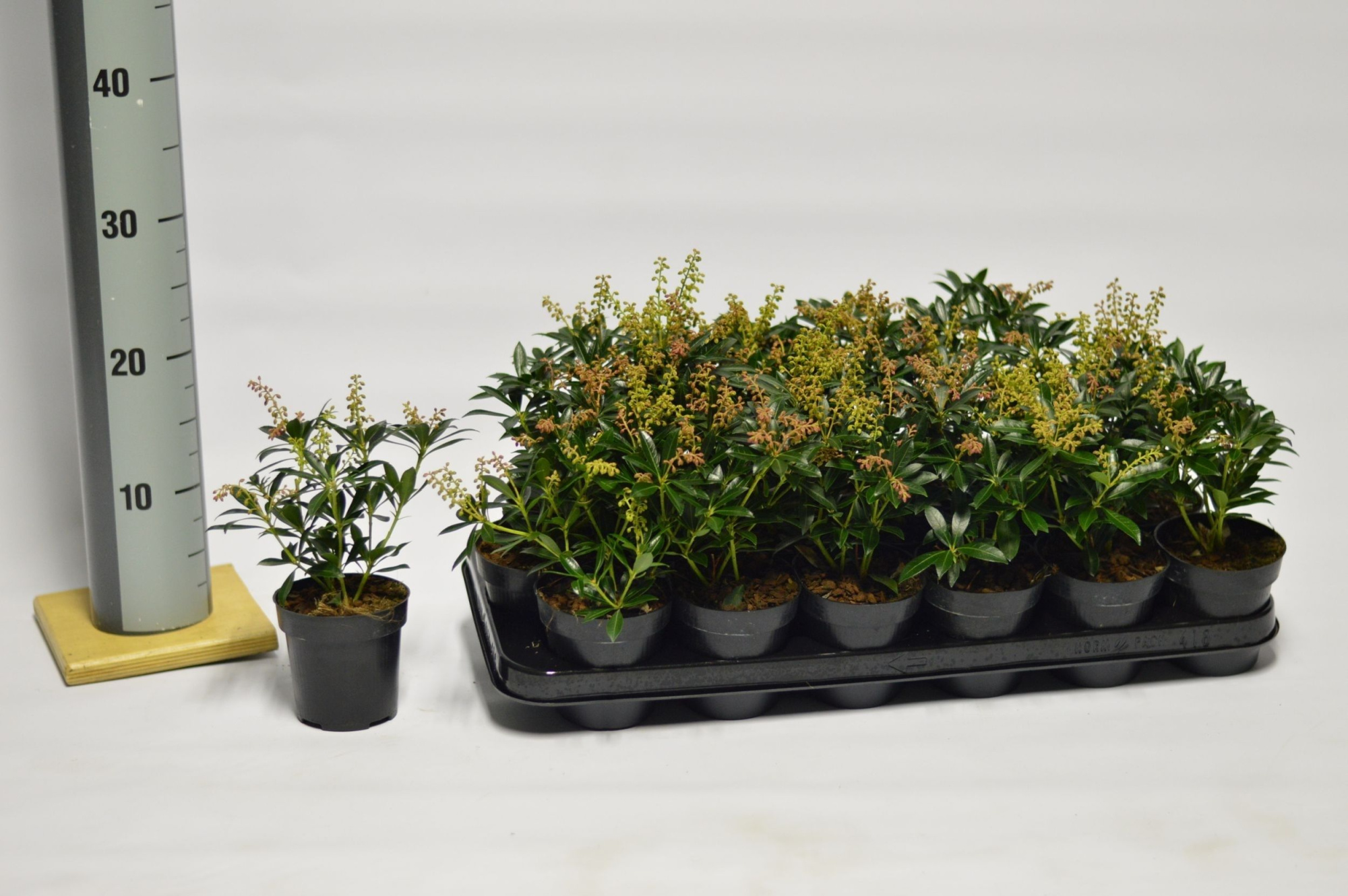 Pieris jap. Debutante, D 9