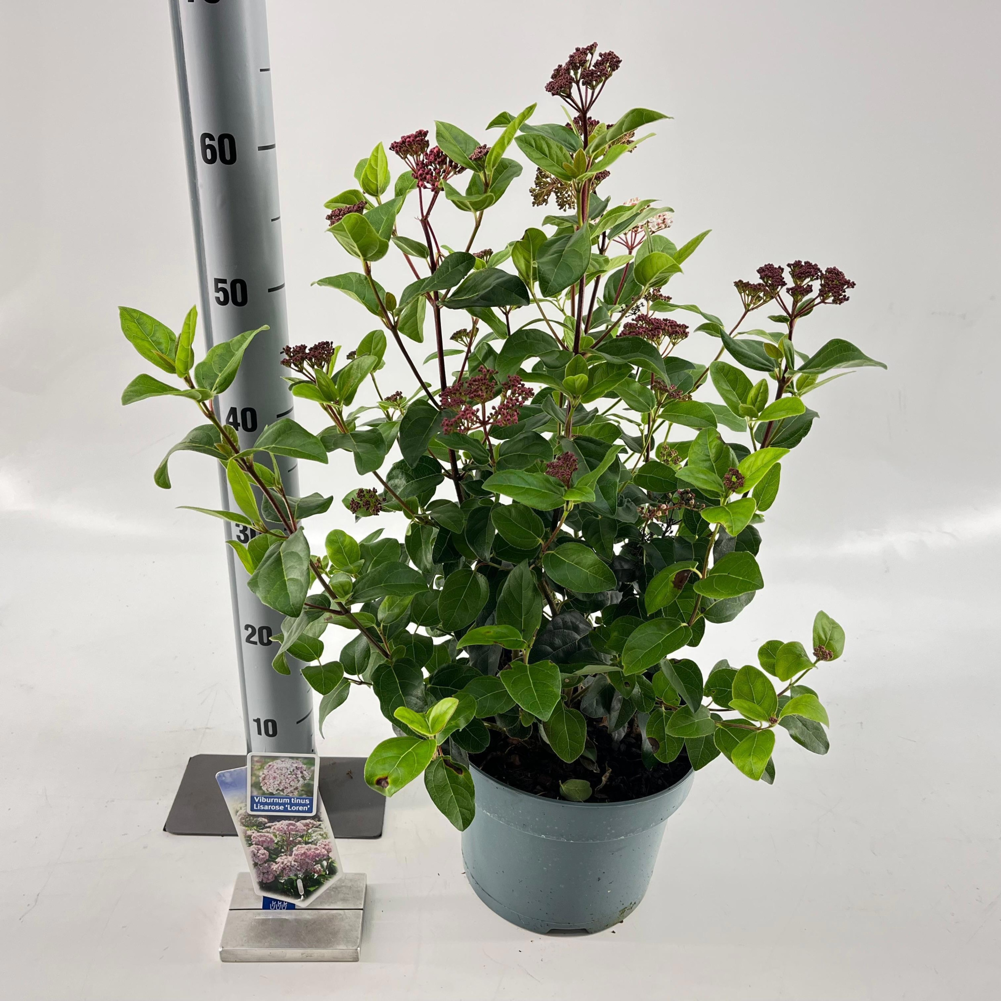 Viburnum tinus Lisarose ('Loren'PBR), D 23 cm