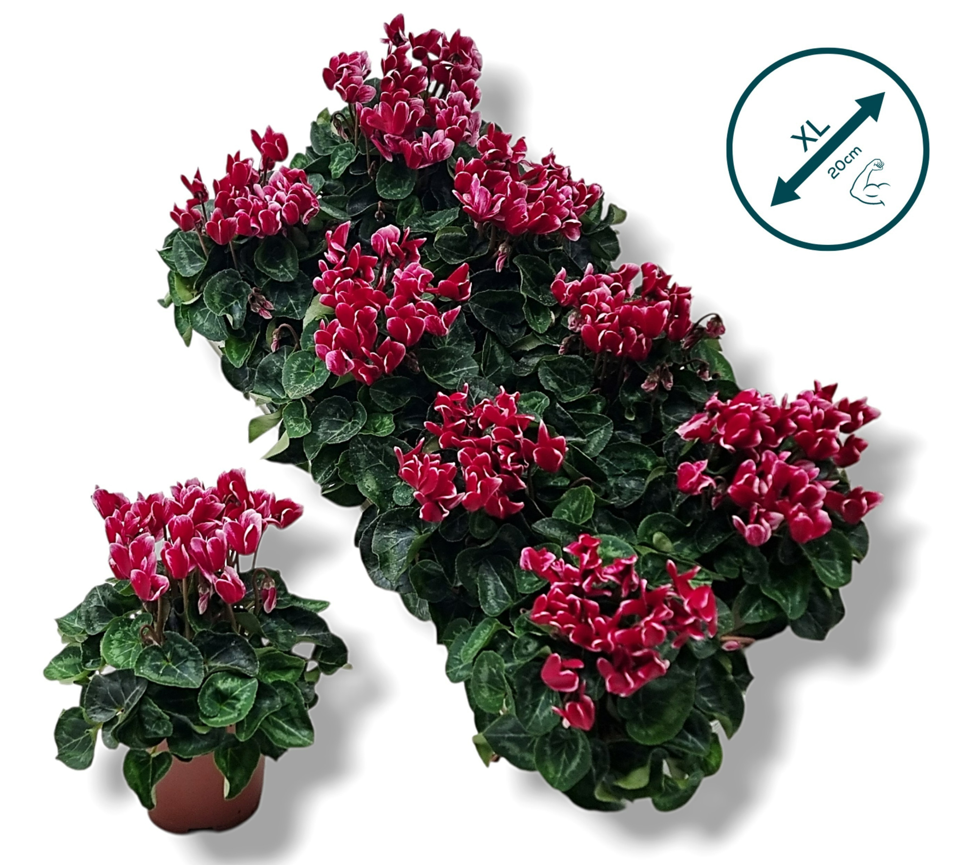 Cyclamen-FANTASIA WIJNROOD, D 10,5