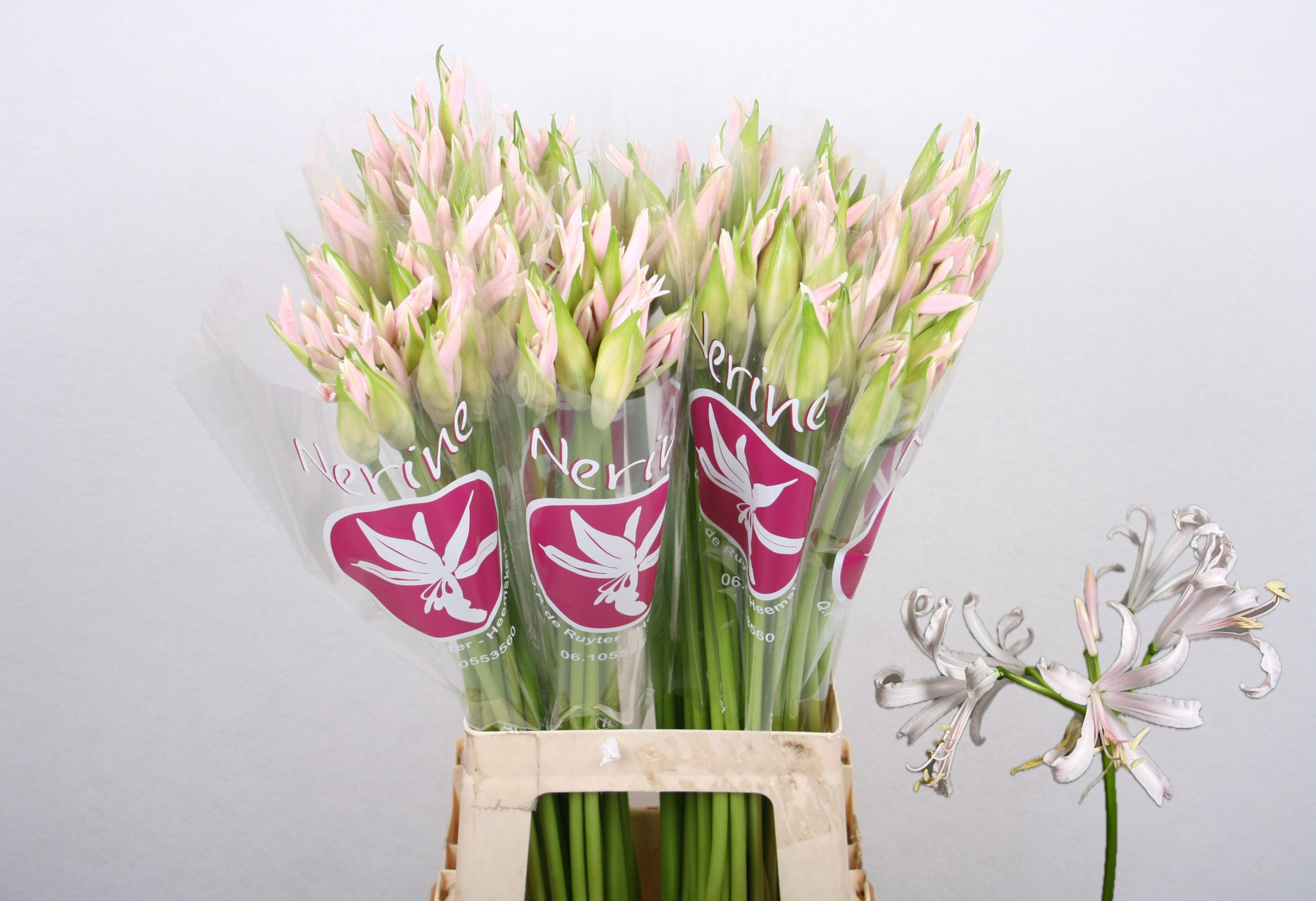 Нерине Софи 70, шт.