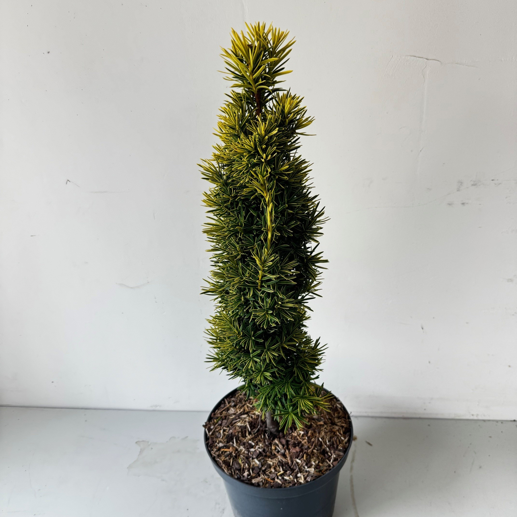 Taxus baccata 'Standisii', D 23 cm