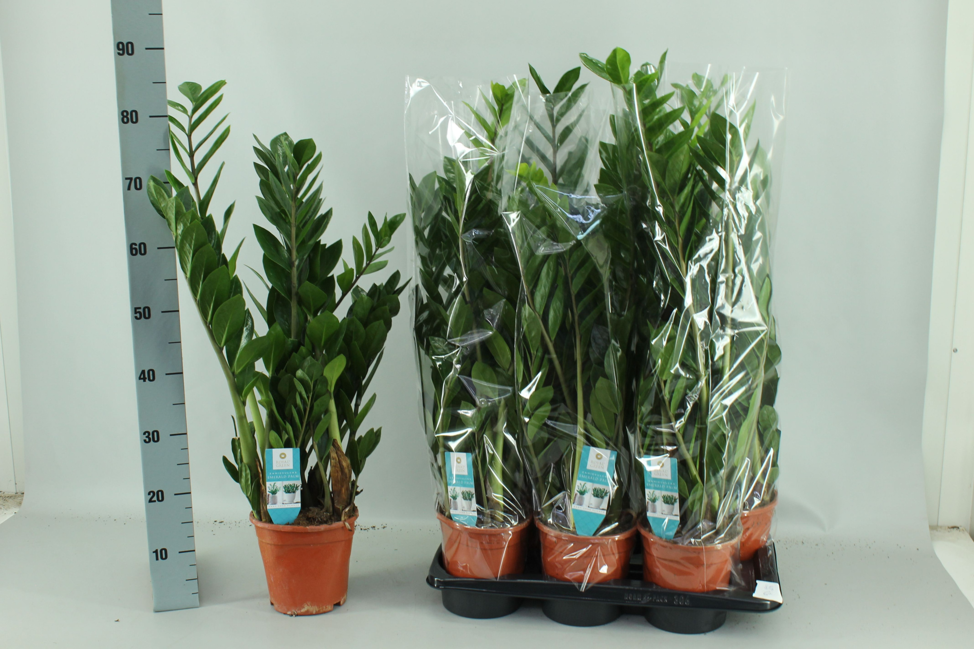 Zamioculcas 17cm, D 17 cm