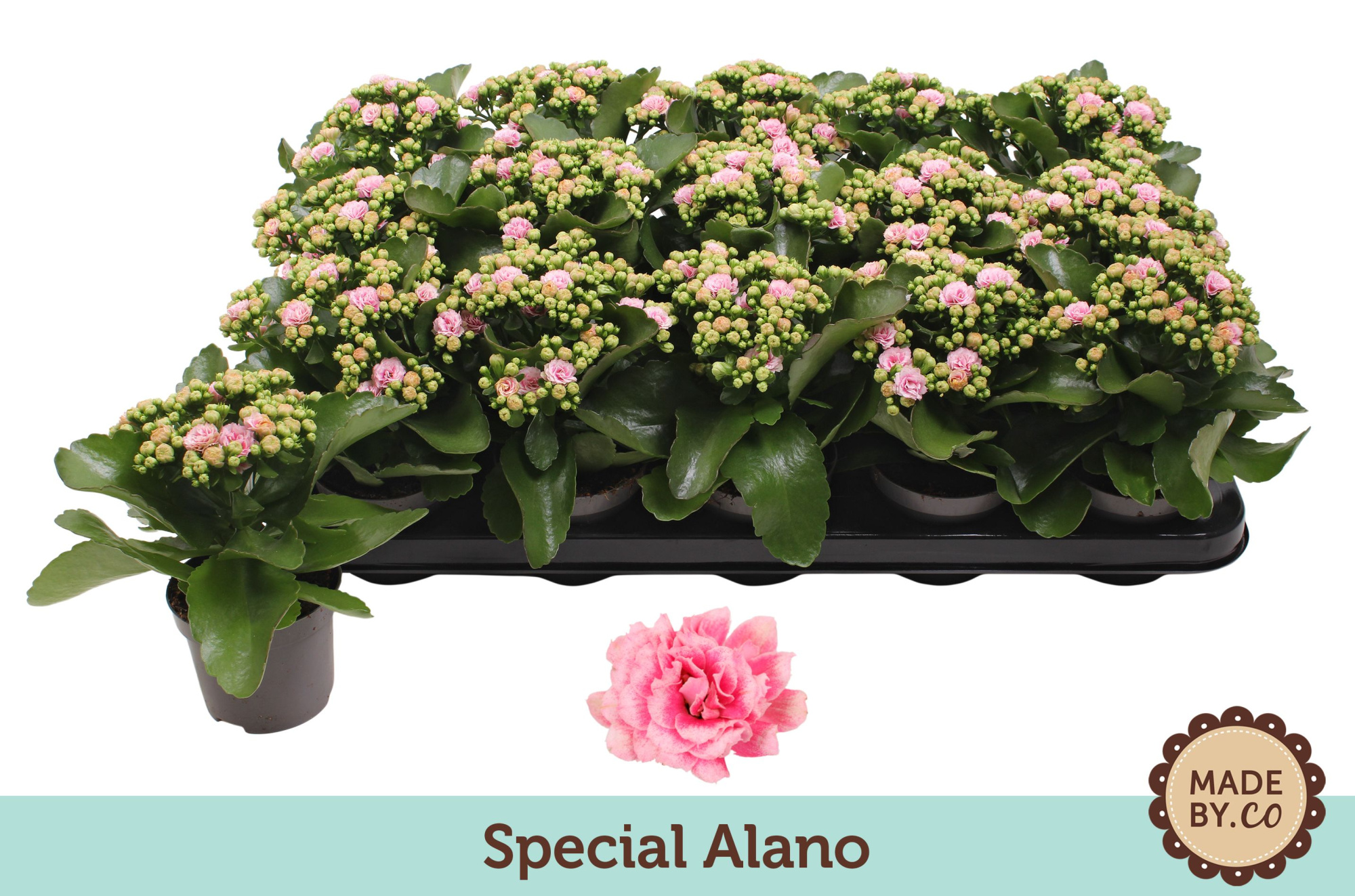 Kalanchoë Special Alano - no sleeve, D 9 cm