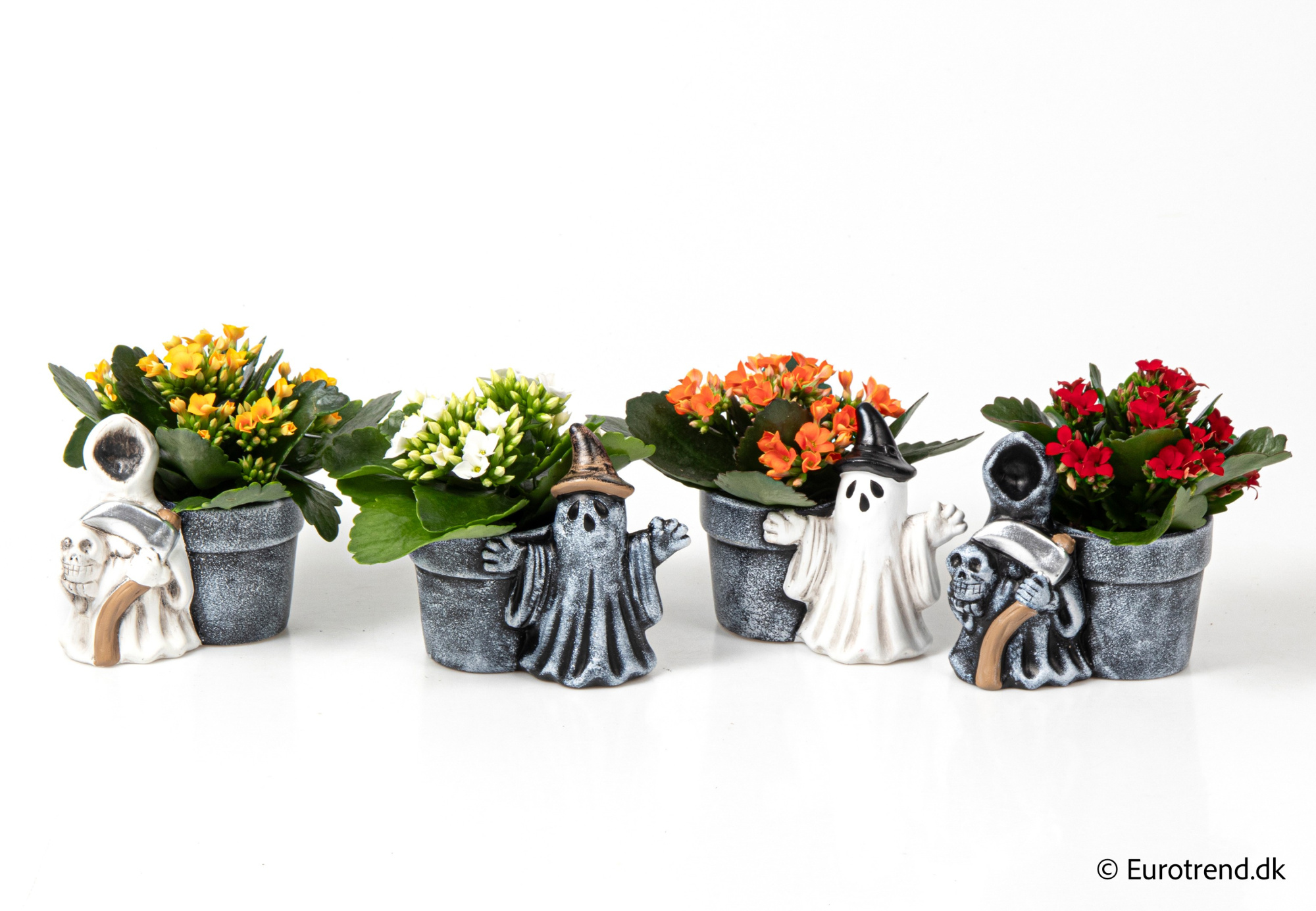 Kalanchoe in Halloween ceramic 2025, D 6 cm