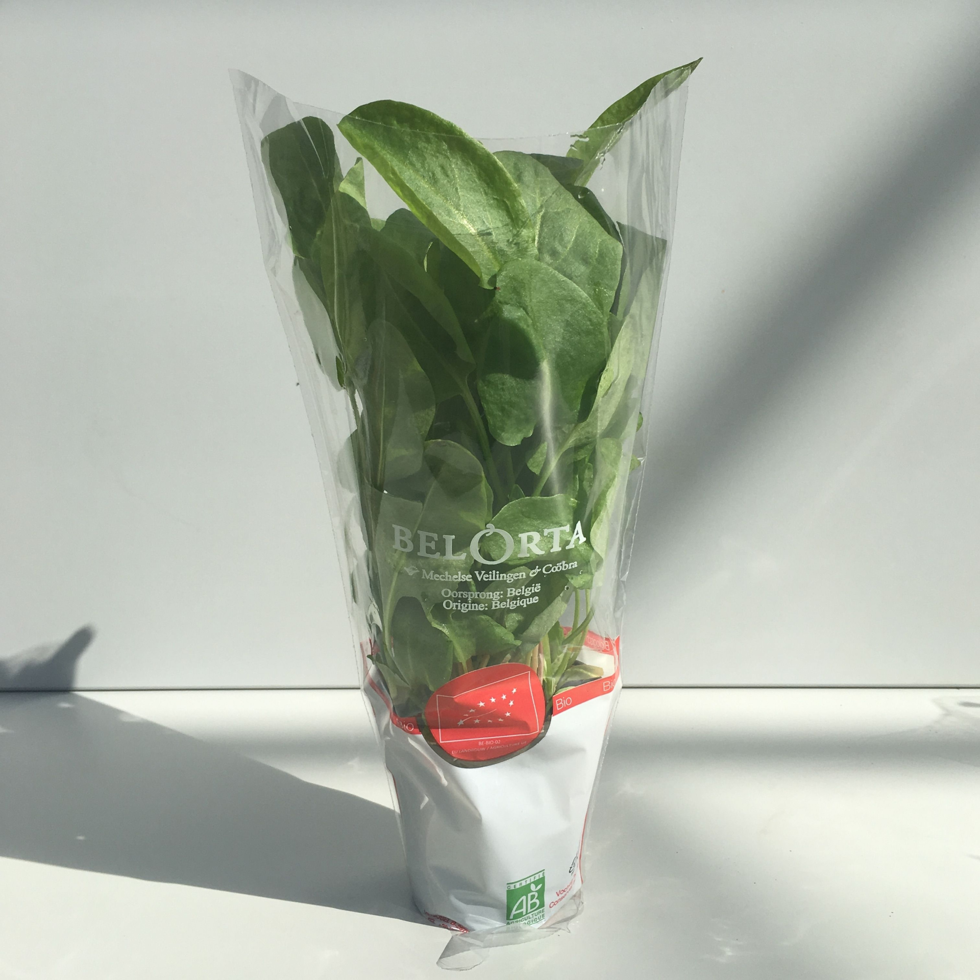 Zuring Groen P9, D 9 cm