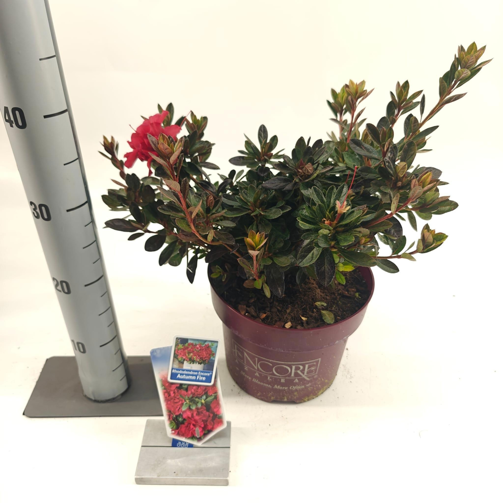 Rhododendron ENCORE® Autumn Fire ('Roblez'PBR), D 23