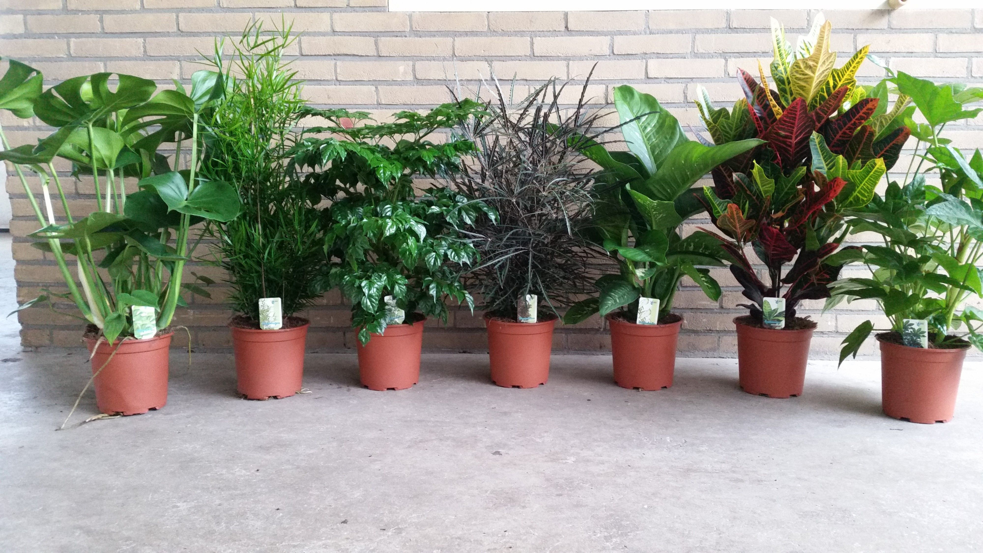 Fatsia, Dieffenbachia, Monstera, Radermachera, Homalomena en Schefflera, D 19 cm