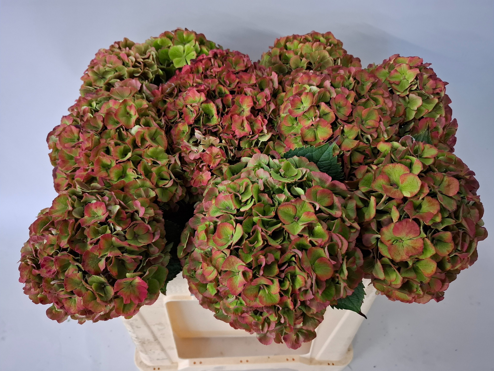 Гортензия Май Бьютифул Рио Классик 50, шт.