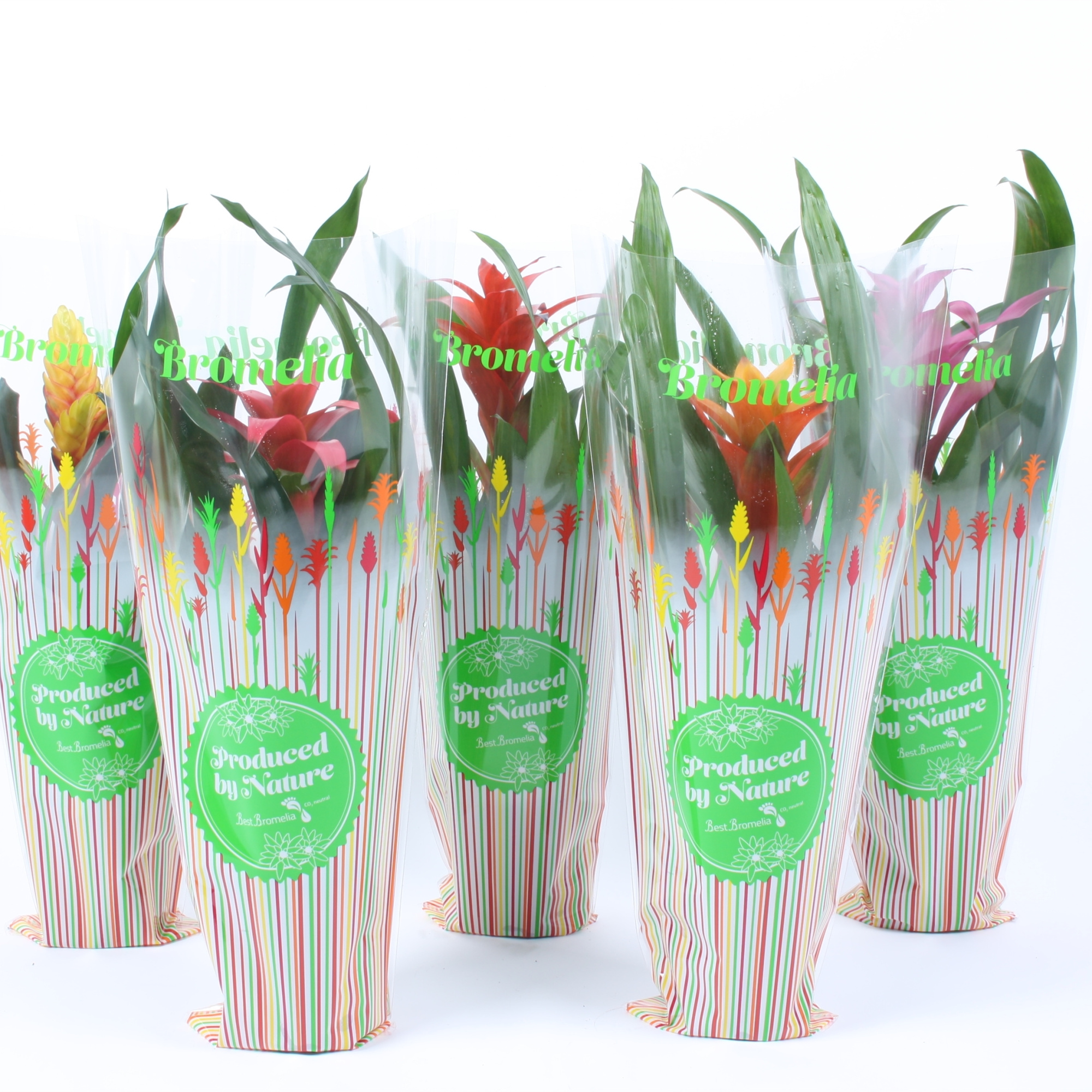 Bromelia mix in exclusieve spring hoes, D 12 cm