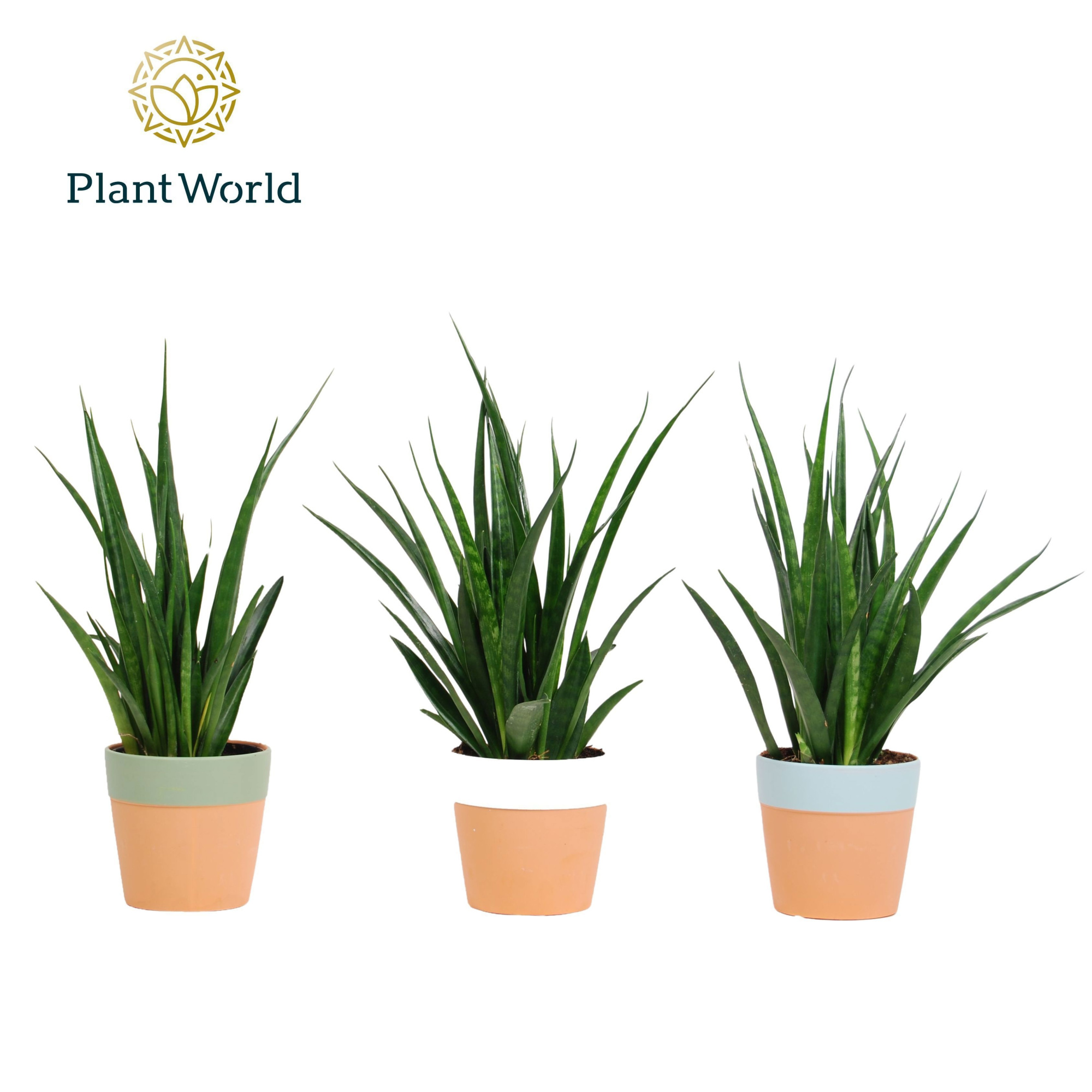 Sansevieria kirkii 'Friends' in keramiek Romy, D 10,5 cm