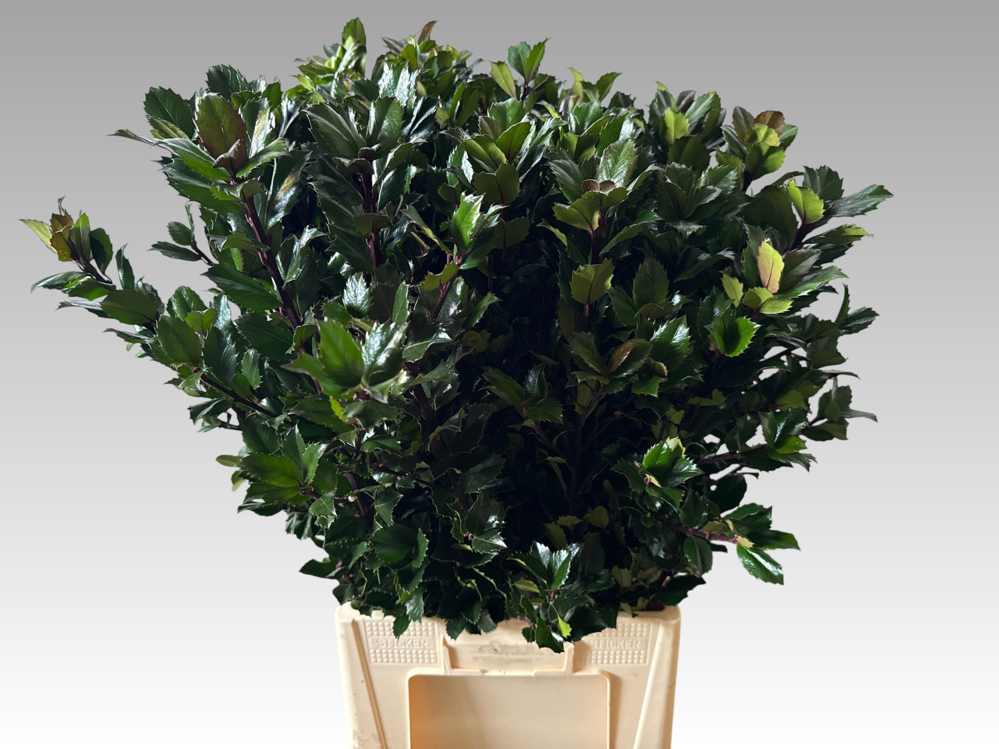 Илекс Блю Принц 80, шт.