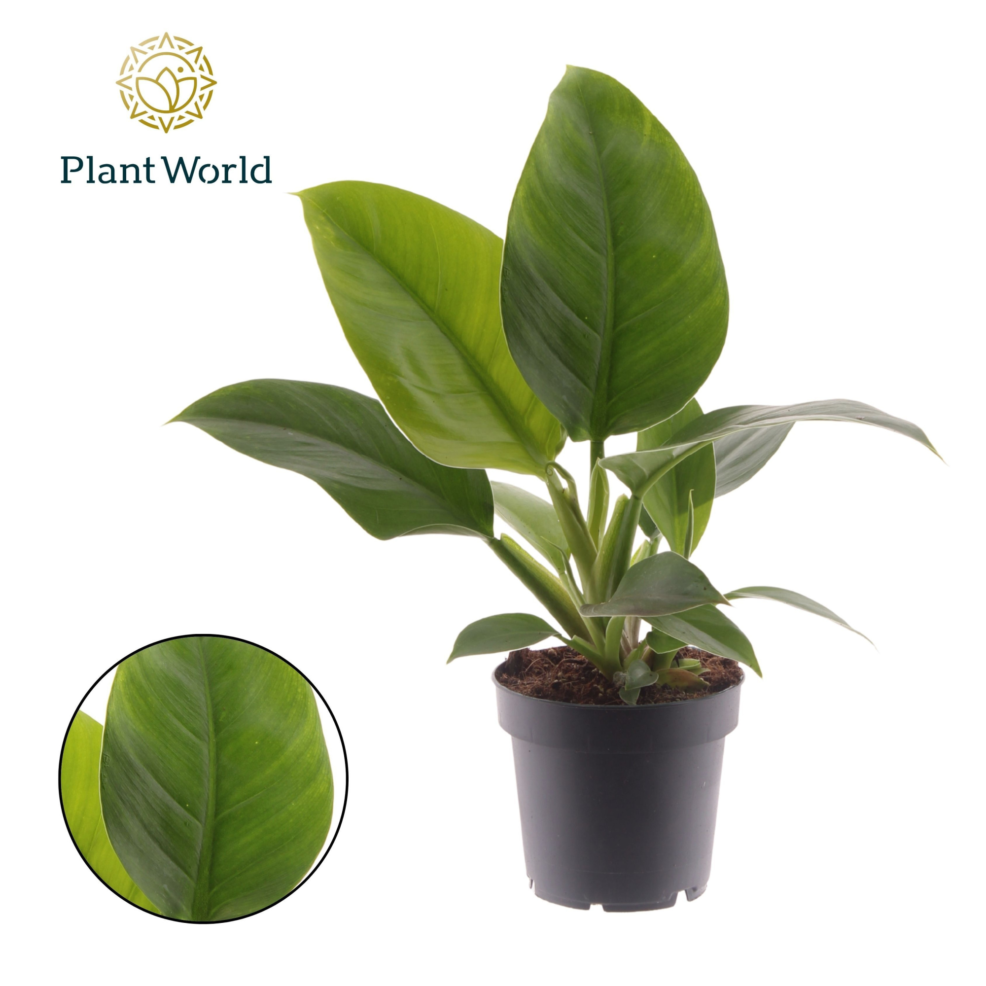 Philodendron Imperial Green, D 12 cm