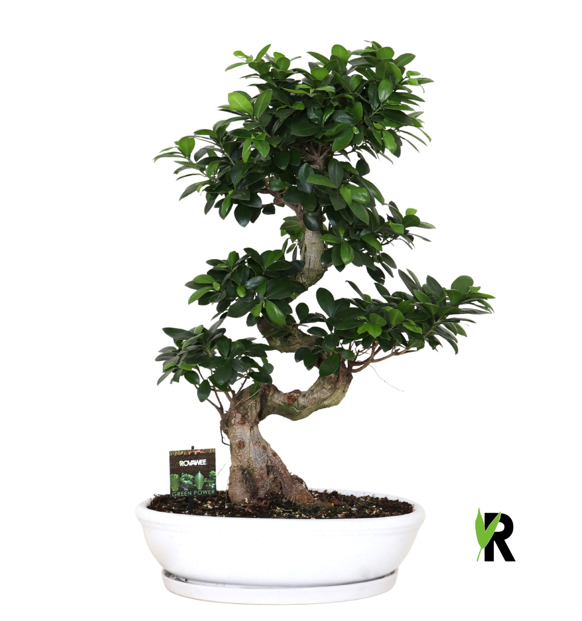 Ficus micr. S-type in keramiek ovaal schaal met schotel wit, D 45 cm
