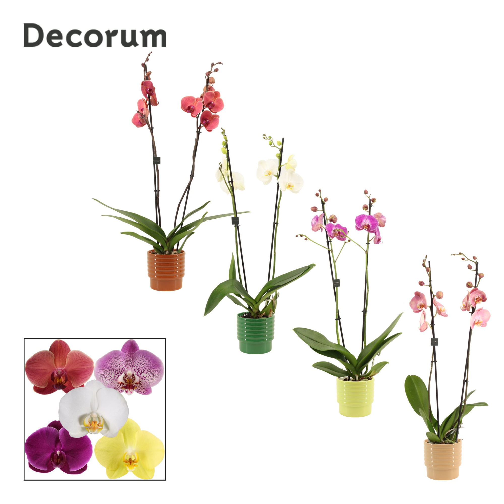 Phalaenopsis 2 tak 16+ mix in Naemi (Natural bubble-collection), D 12