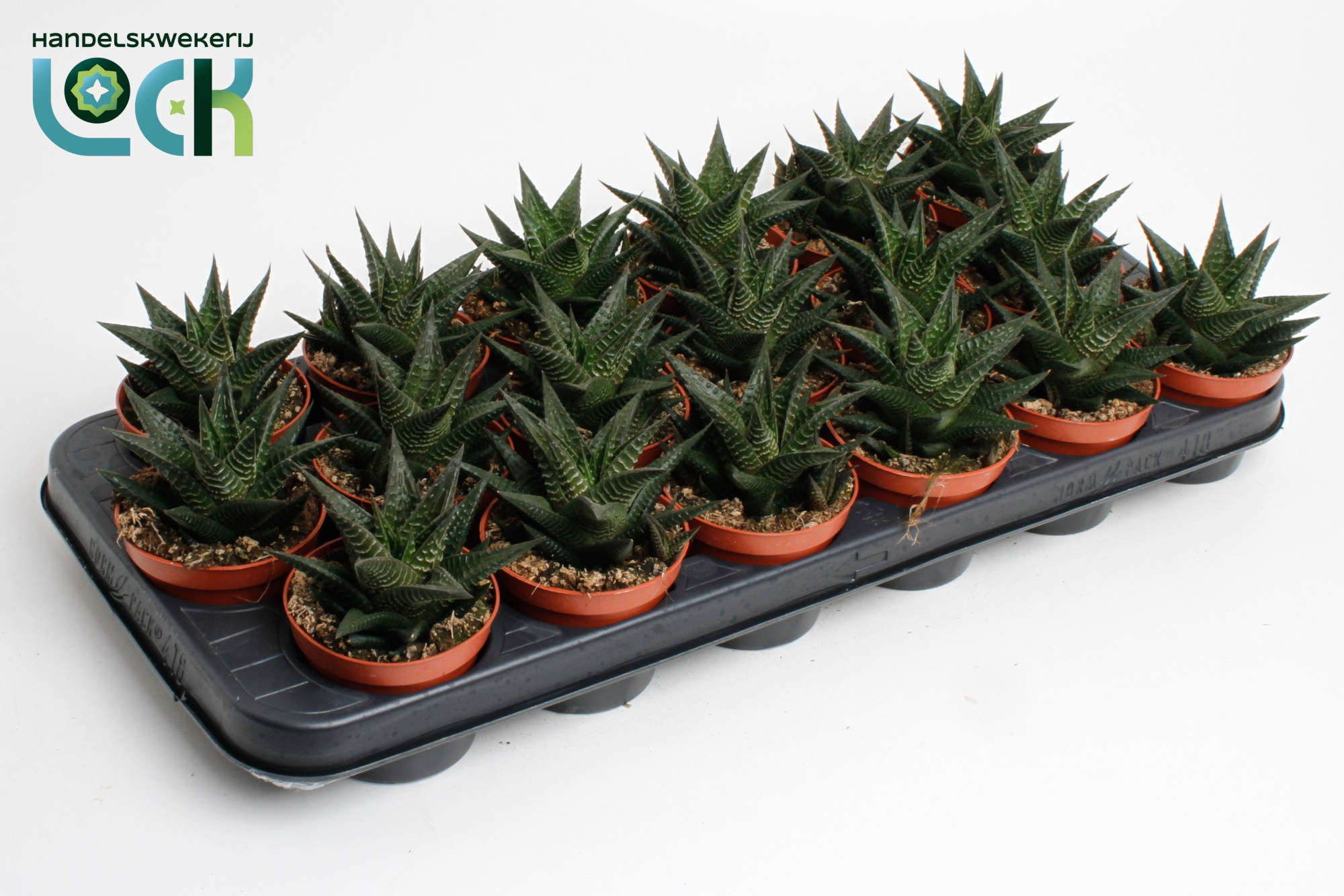 Haworthia Limifolia, D 8,5