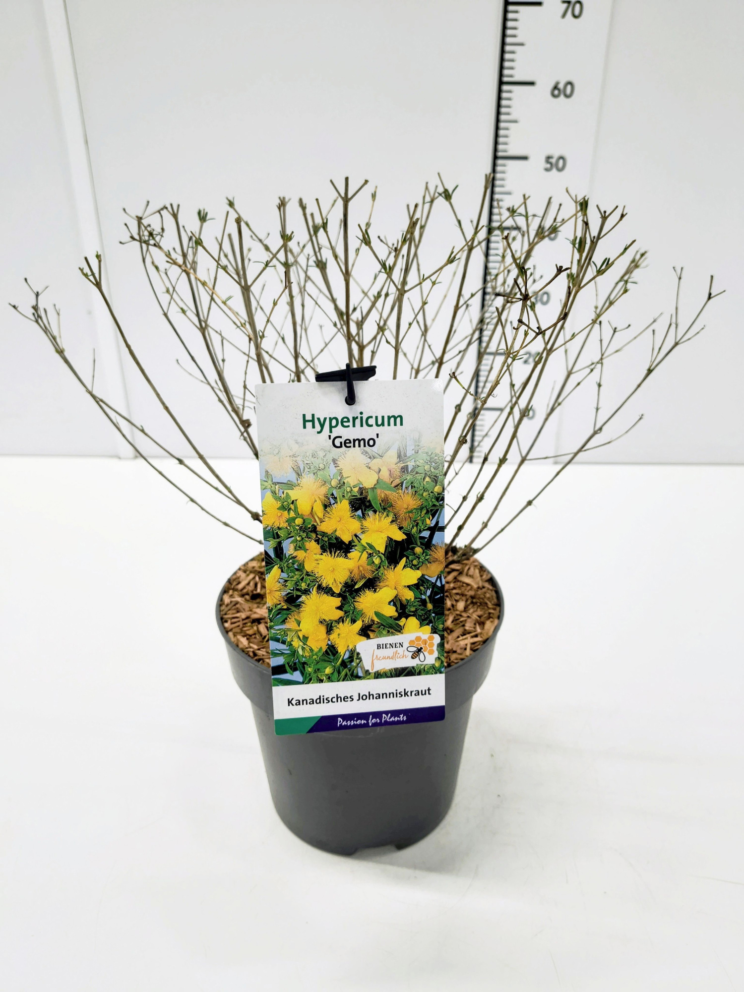 Hypericum kalmianum 'Gemo' 30-40C5, D 23
