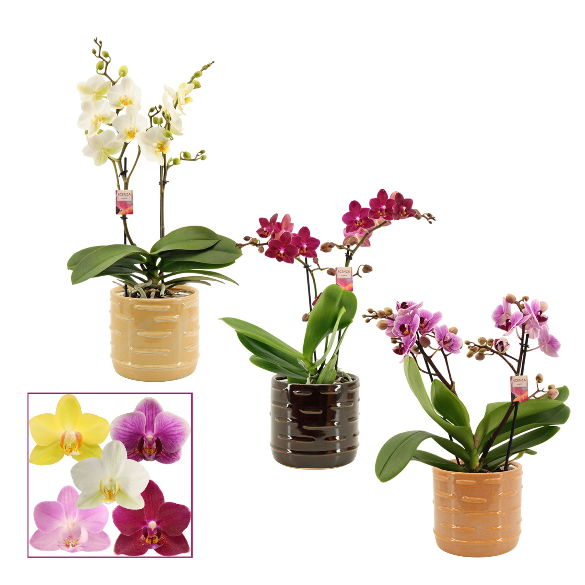 Phalaenopsis multiflora 2 tak mix in Lois (Deco-collection), D 12 cm