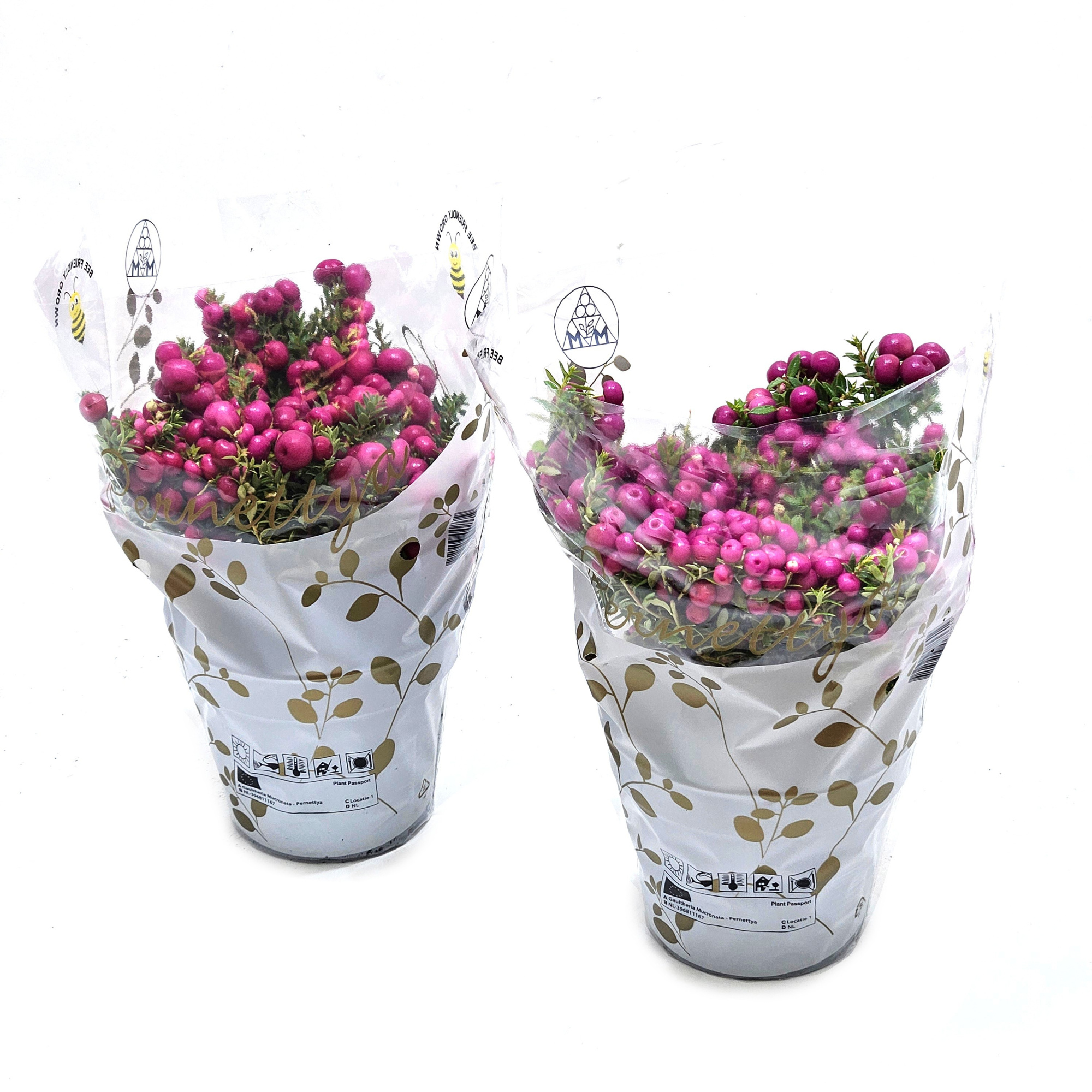 Gaultheria mucronata Gemengd laag in WITTE hoes, D 10,5 cm