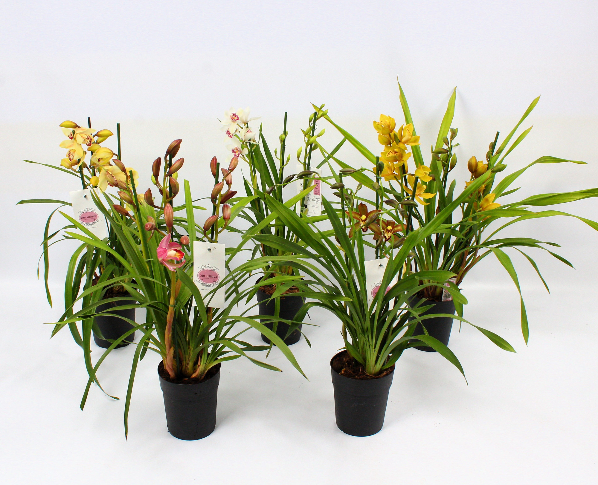 Cymbidium piccobello mix 3-4 tak, D 14