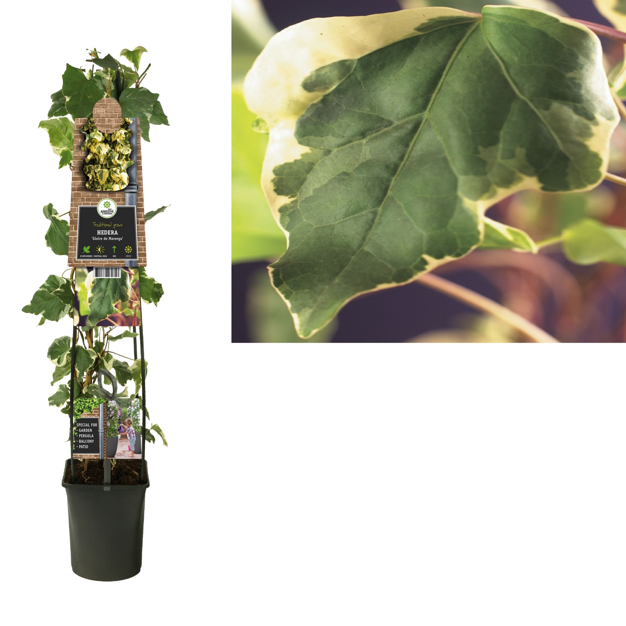 Hedera 'Gloire de Marengo' +3.0 label, D 23 cm