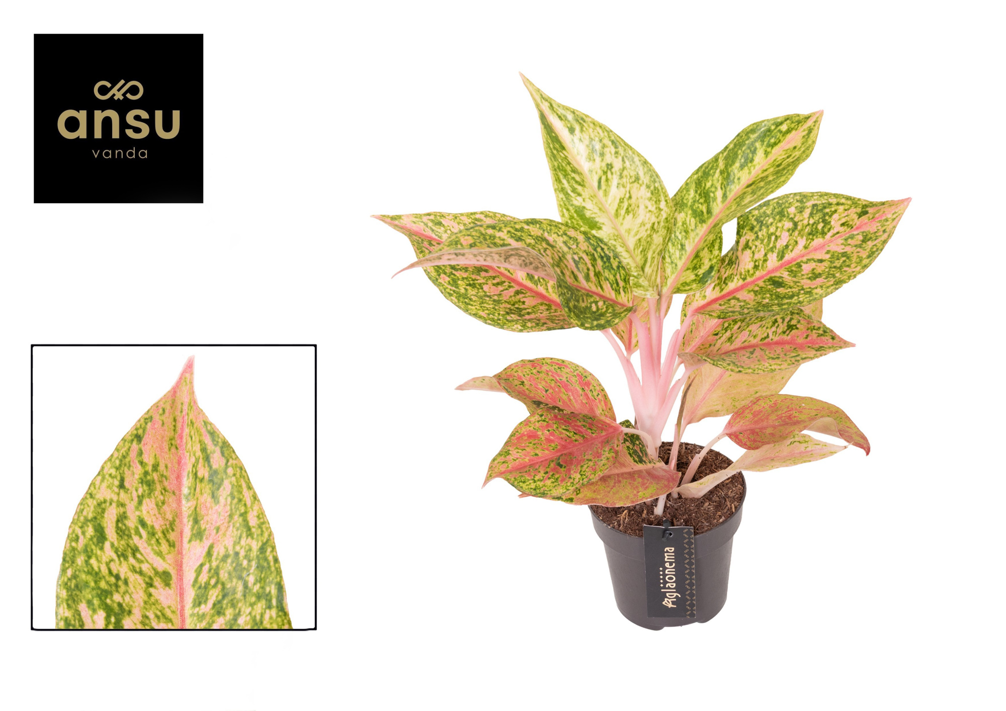 Aglaonema Pomegranate Tea, D 12