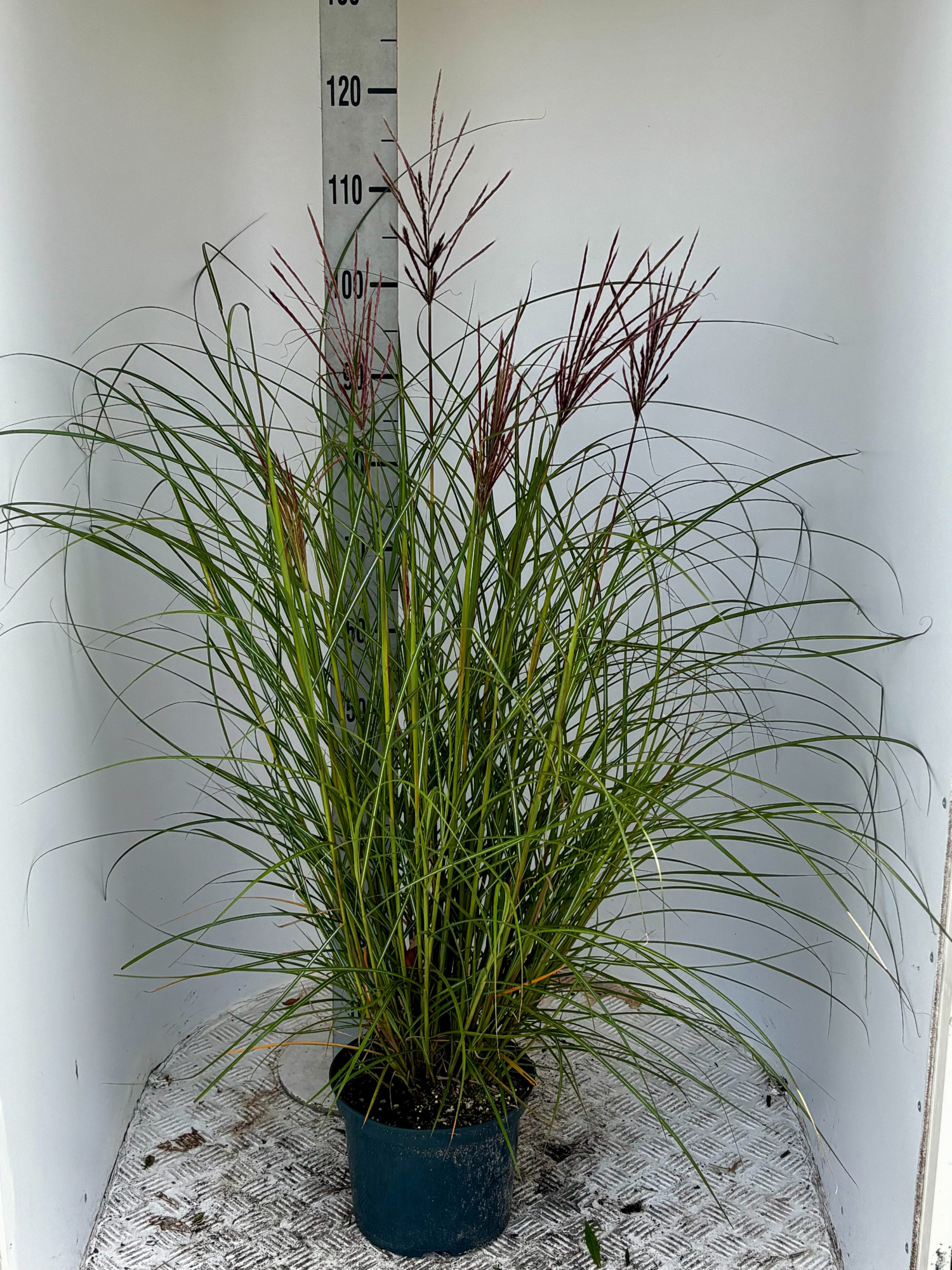 Miscanthus sin. 'Red Chief', D 23 cm