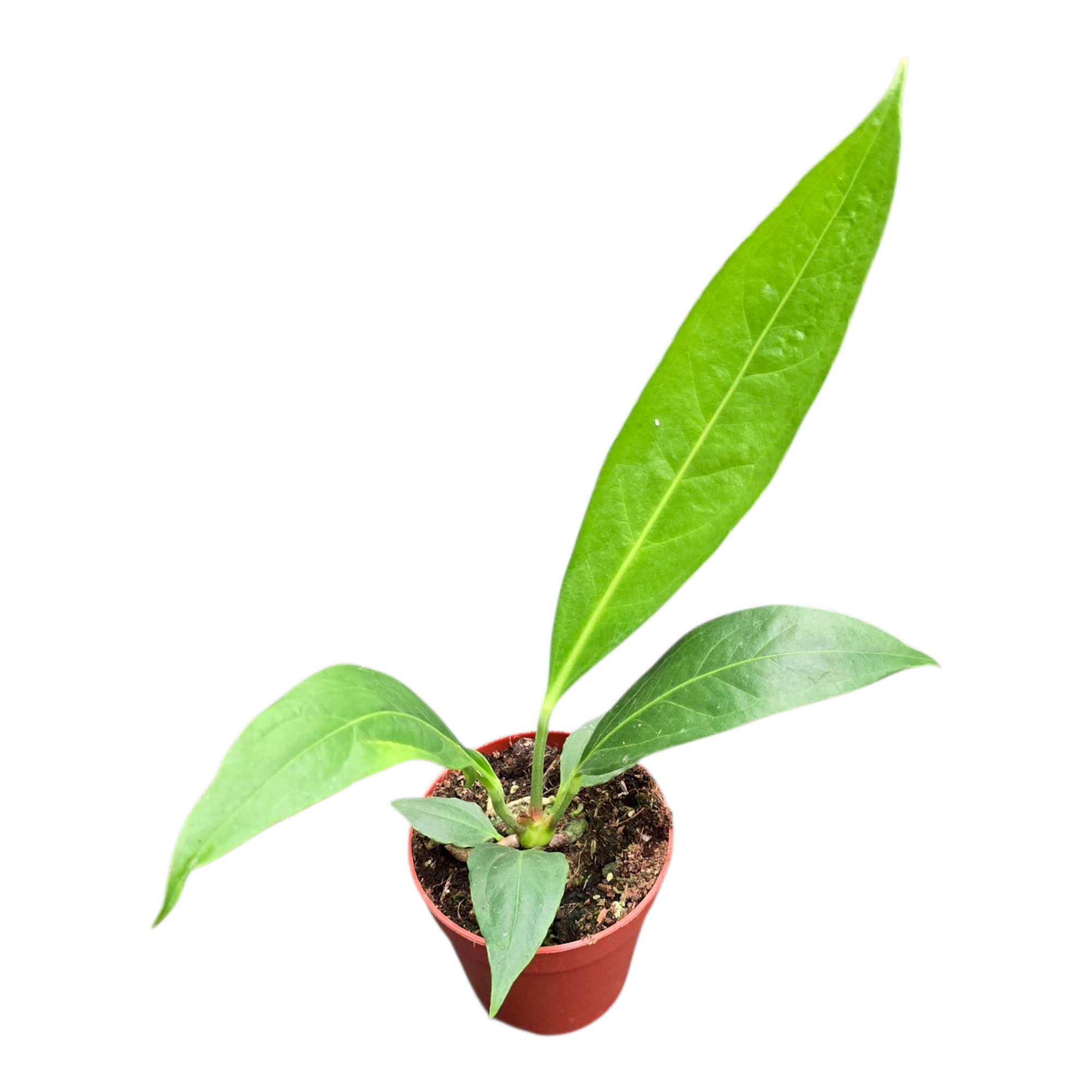 Anthurium Big Bill, D 9 cm