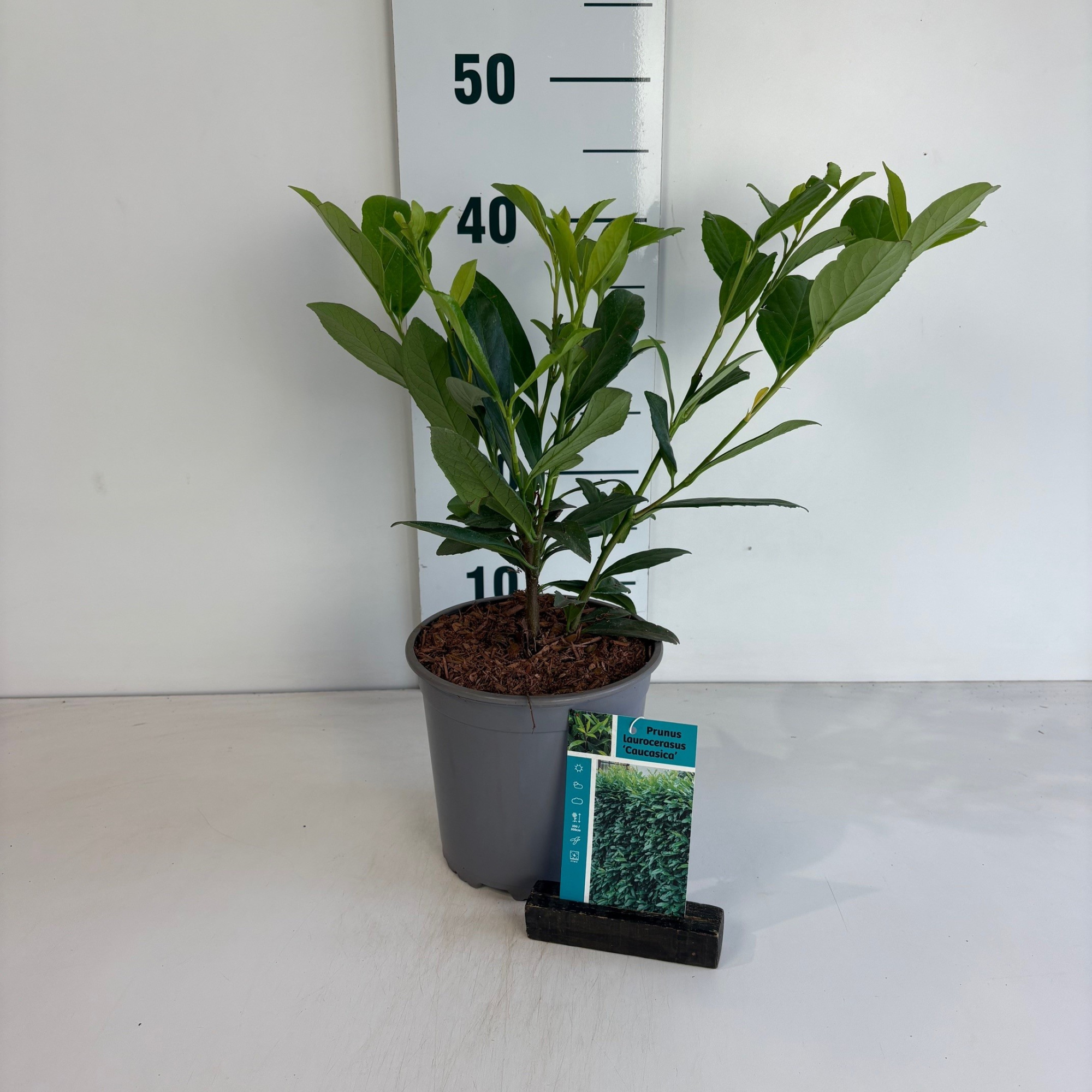 Prunus laurocerasus Caucasica, D 17 cm
