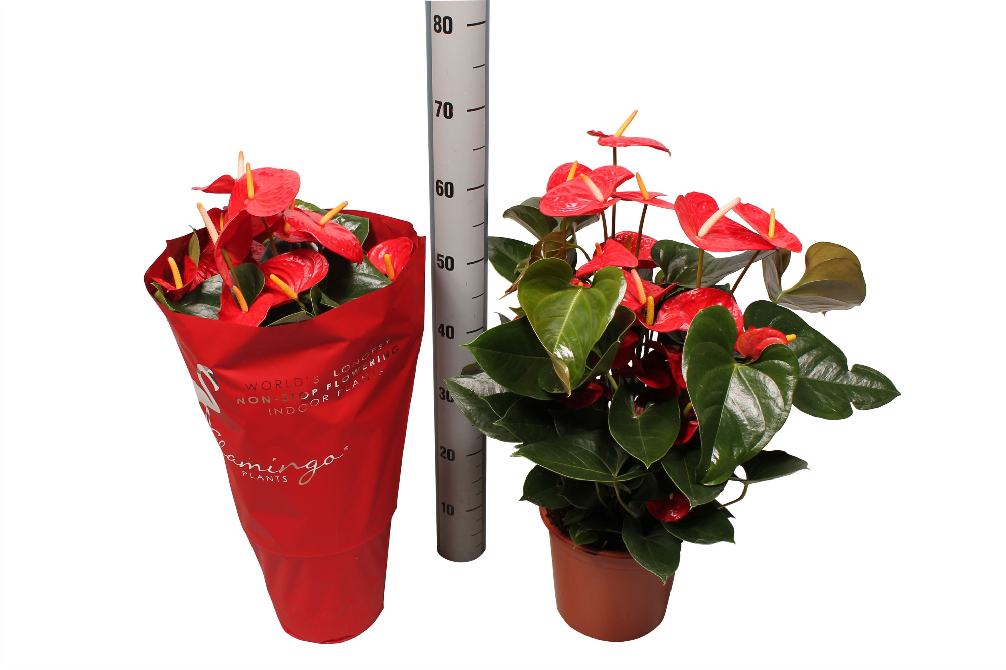 Anthurium XL.9 Jambo Red 21cm, D 21 cm