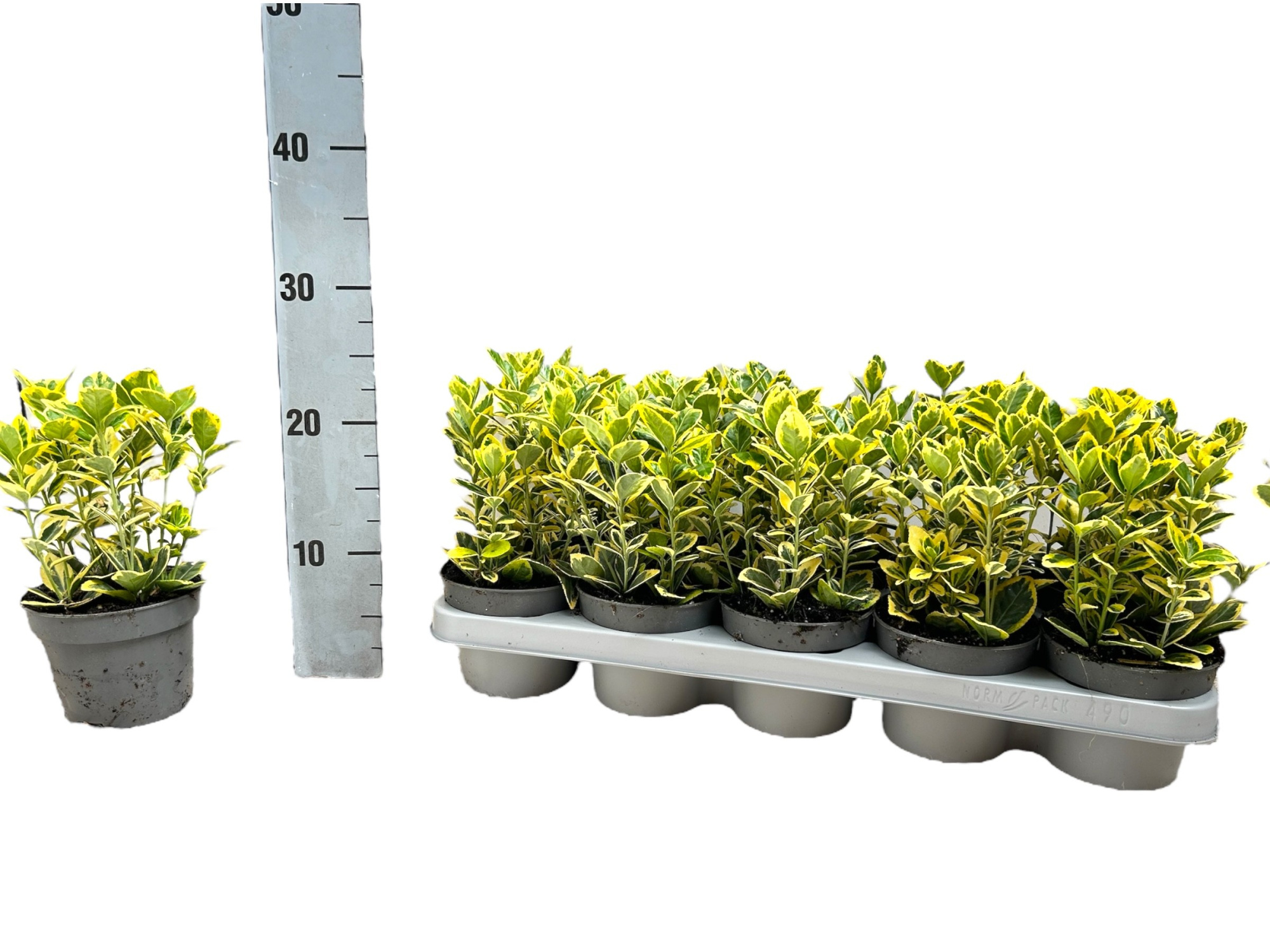 Euonymus japonicus 'Marieke' P12, D 12 cm