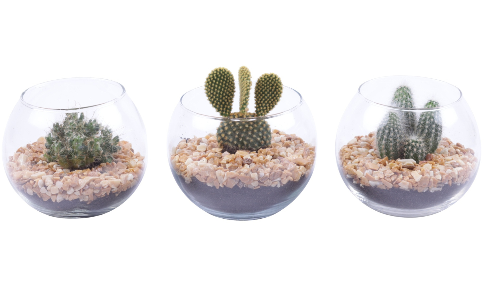 Yearround Arr. Cactus Glass Fishbowl Ø12cm 1PP, D 12 cm