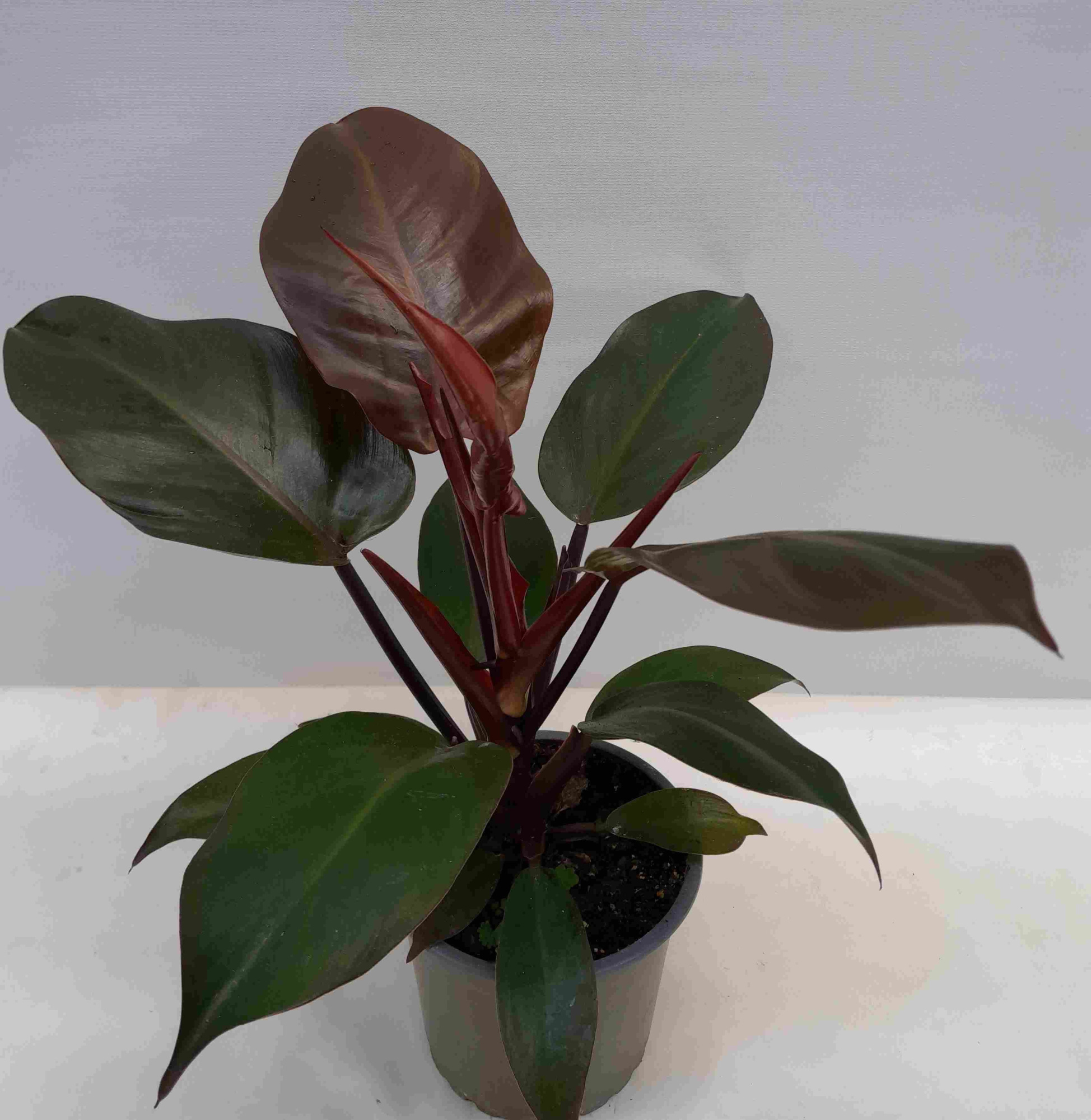 PHILODENDRON ERUBESCENS MC Finale, D 12