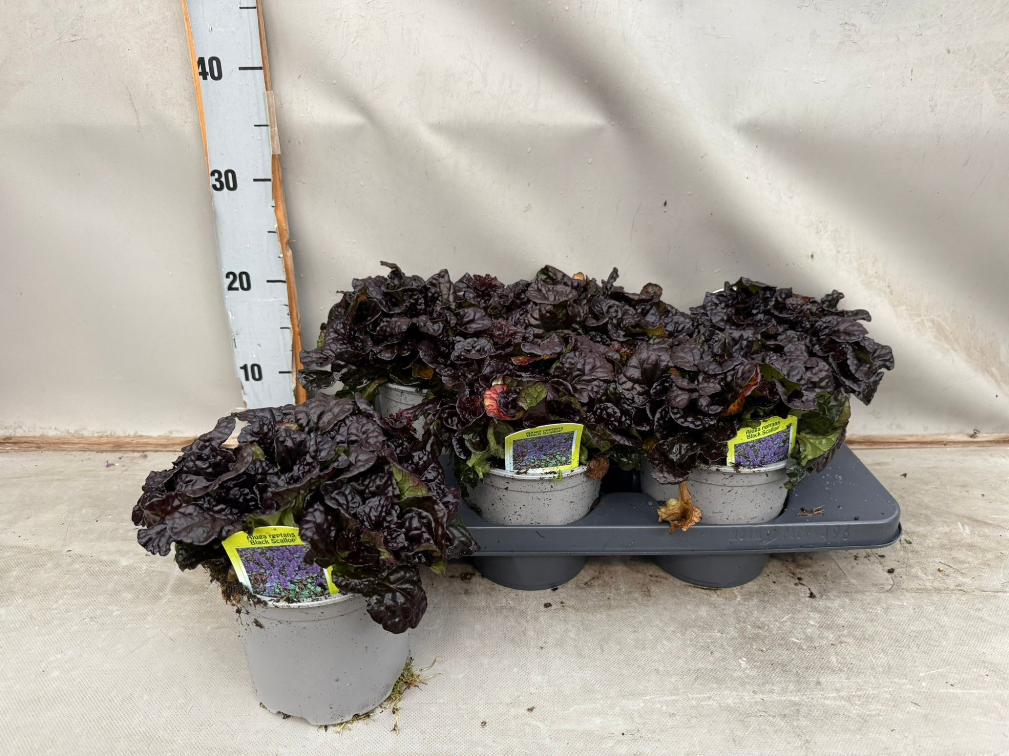 Ajuga Reptans 'Black Scallop', D 15 cm