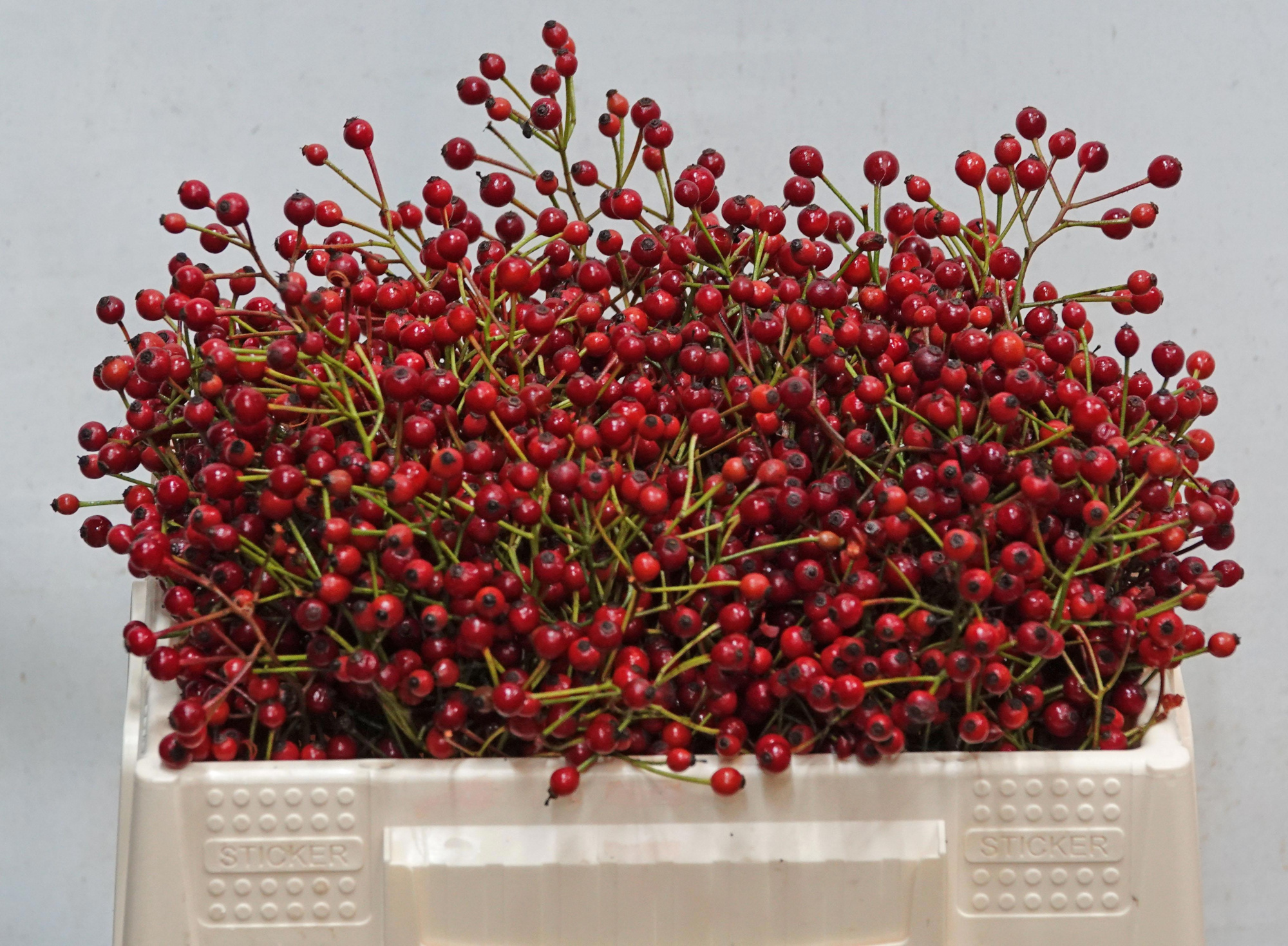 Рузботель Отем Спирит 30, шт.