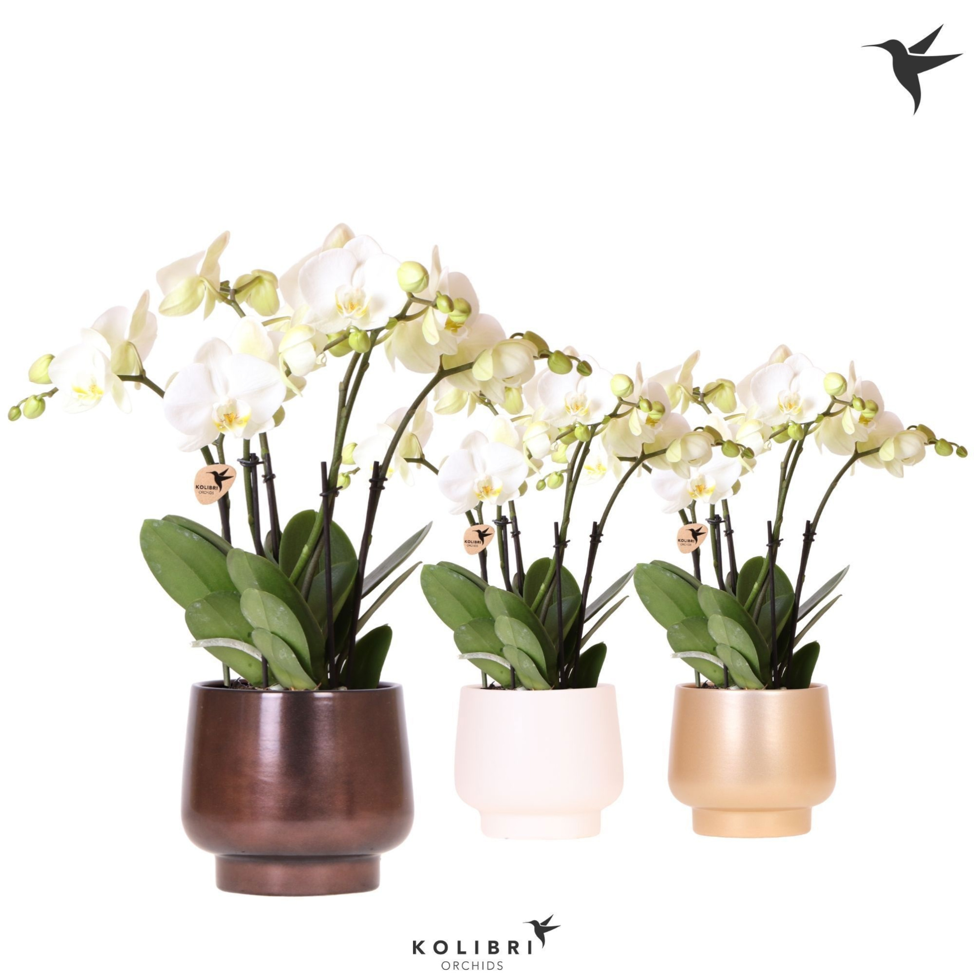 Kolibri Orchids Phalaenopsis Ghent 4spike in Scandic pot mix, D 12