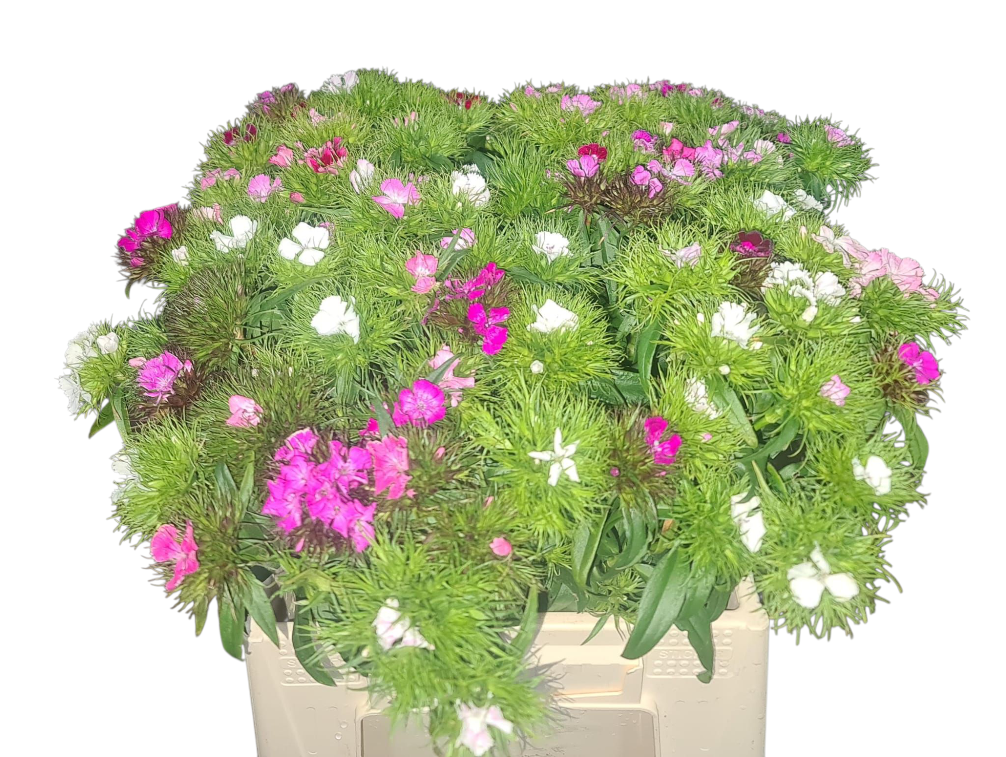 Диантус Барбатус Микс 40, шт.