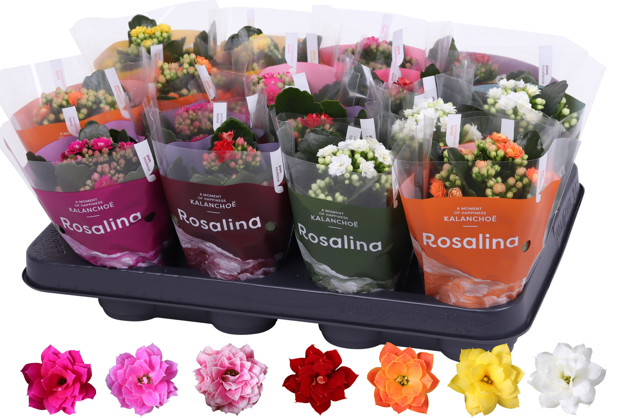 Kalanchoe Rosalina 07cm mix, TST hoes, D 7 cm