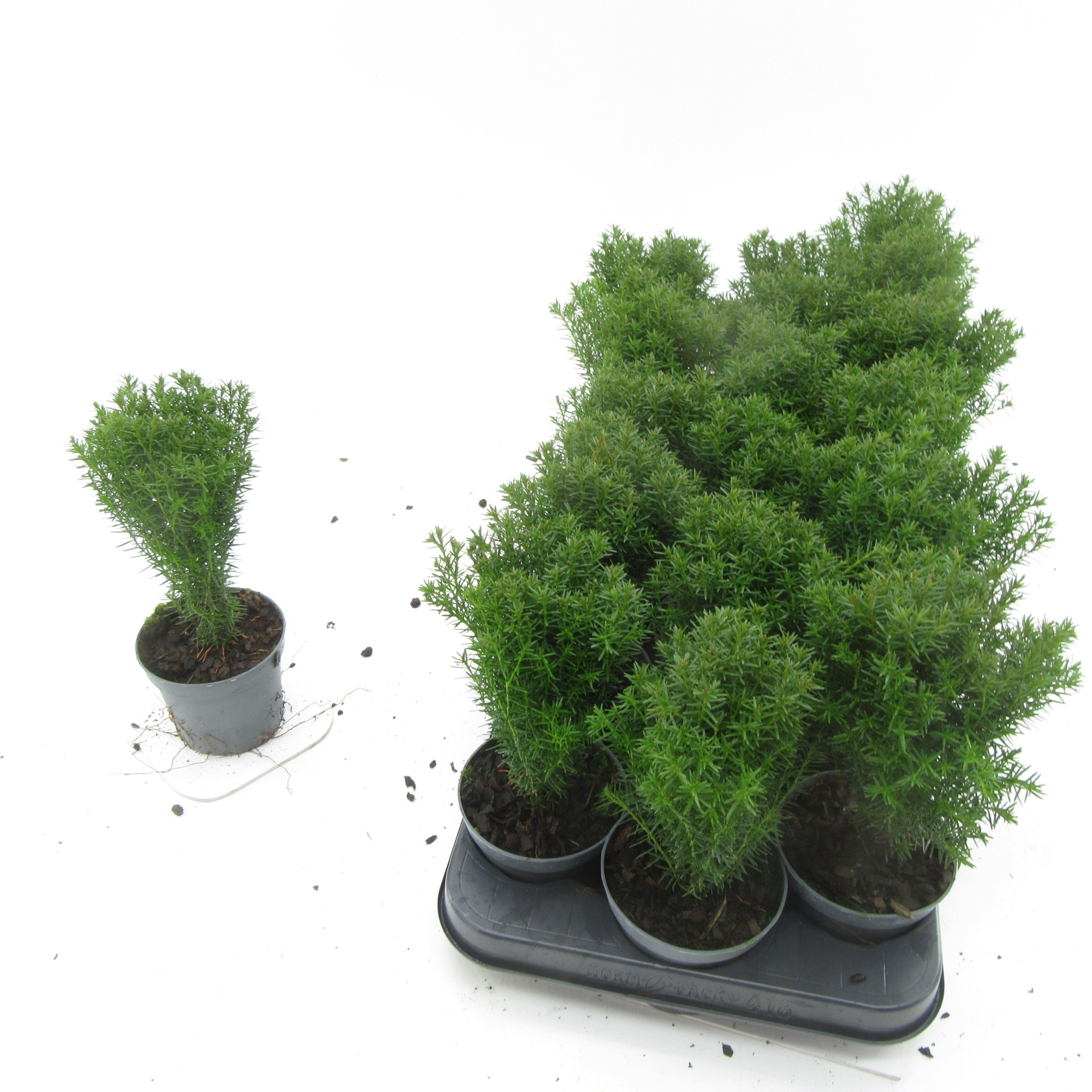 Thuja Teddy, D 9 cm