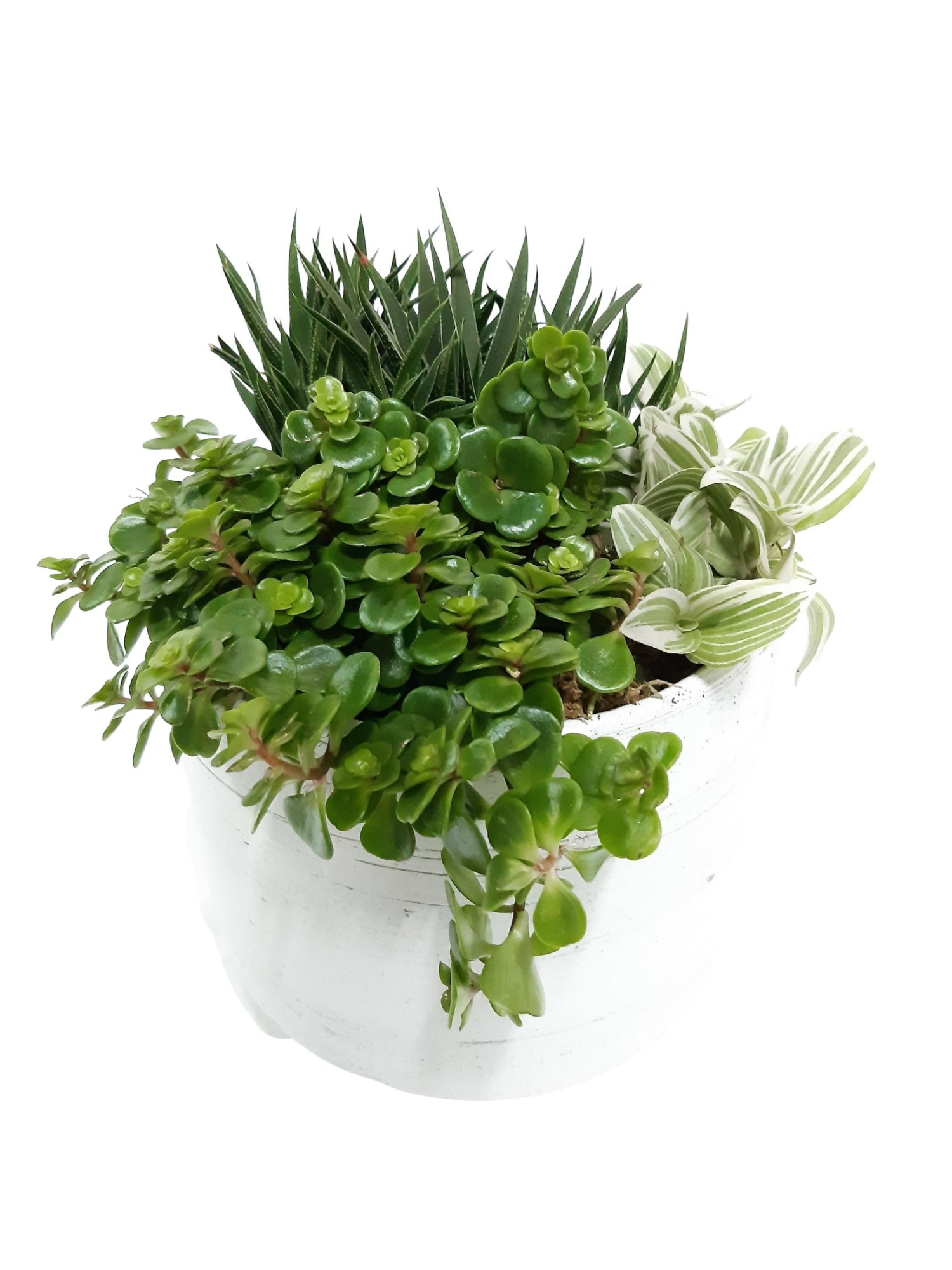 WPR18GMX Vintage pot D18 groenmix Trad.Sedum,Haw, D 16