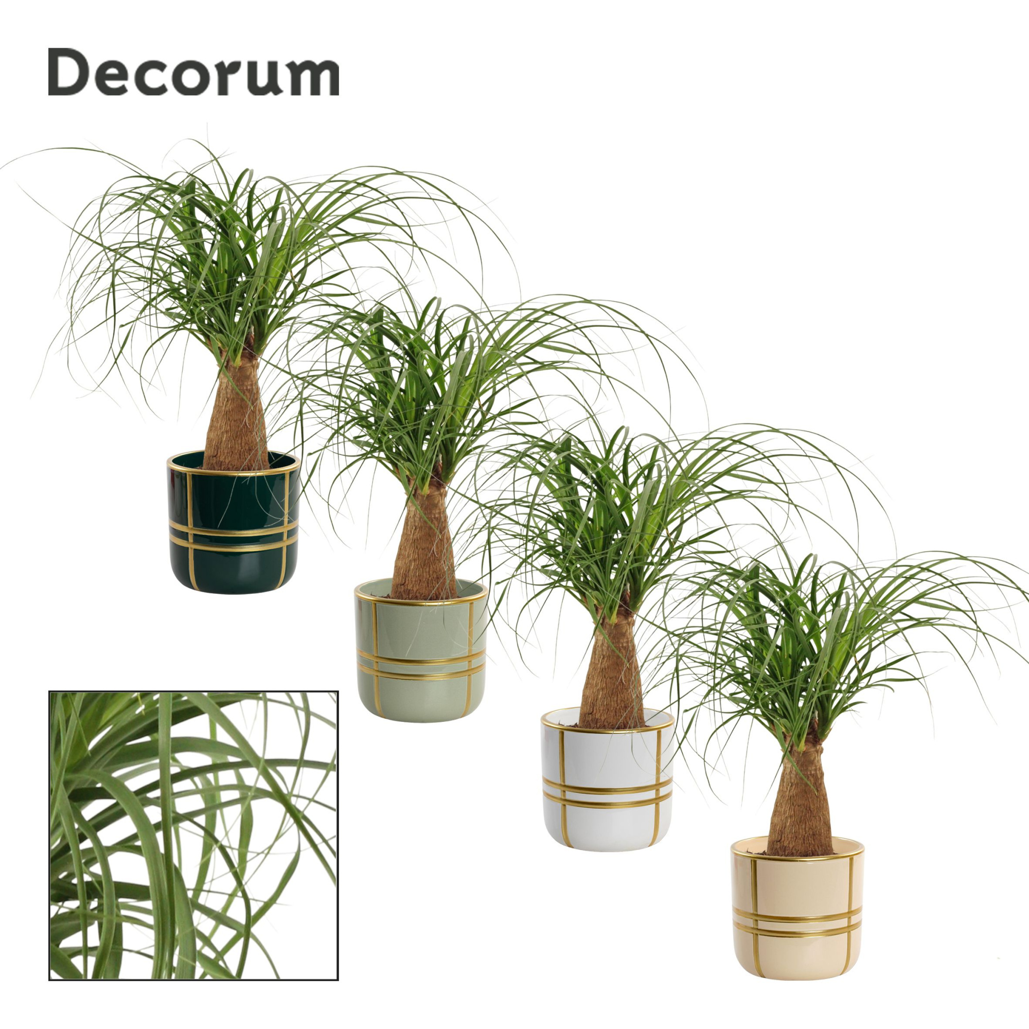 Beaucarnea recht 12 cm in Lauri (Top blend-collection), D 12 cm