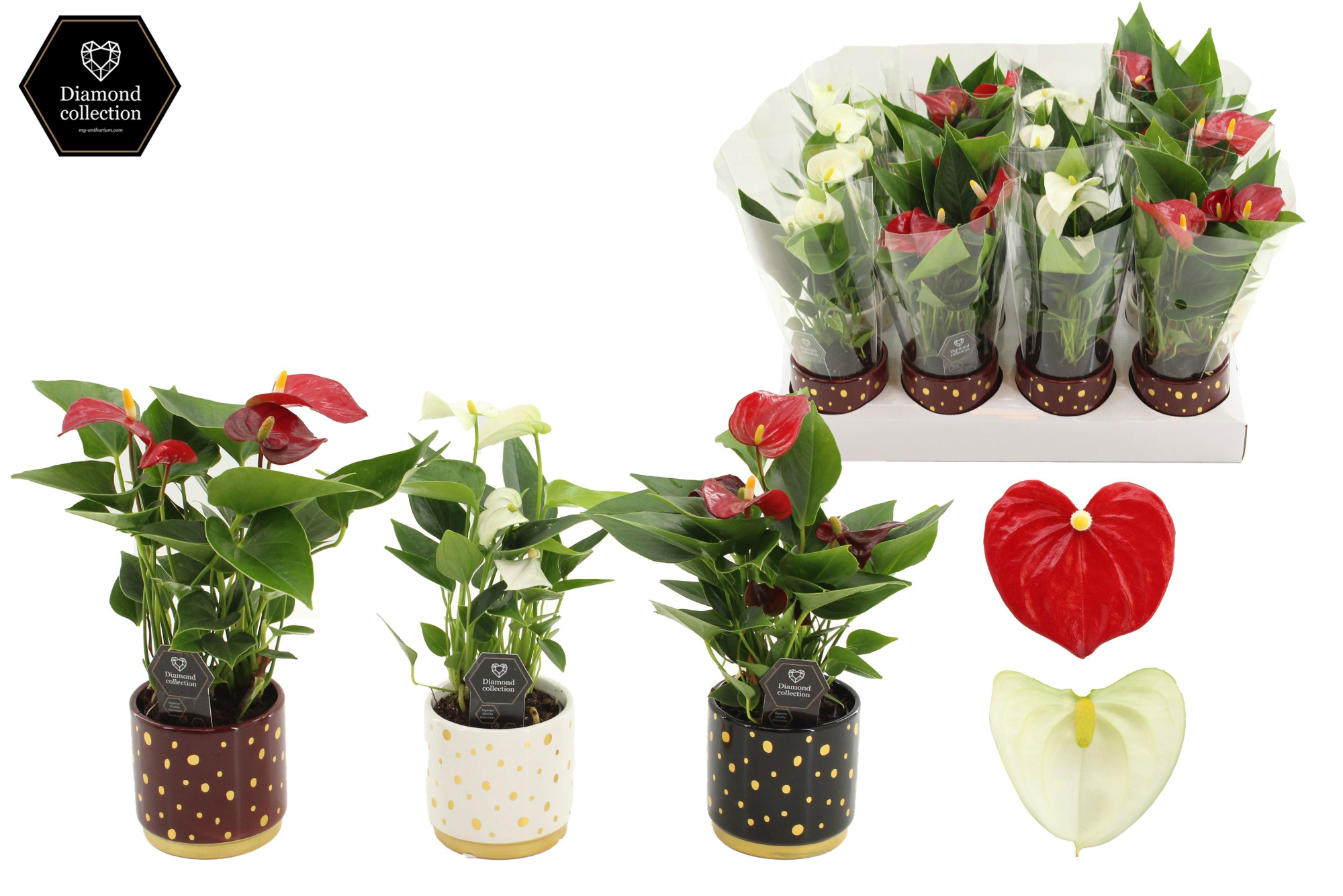 Anthurium 7 cm Red & White mix in Sparkle ceramics, D 7