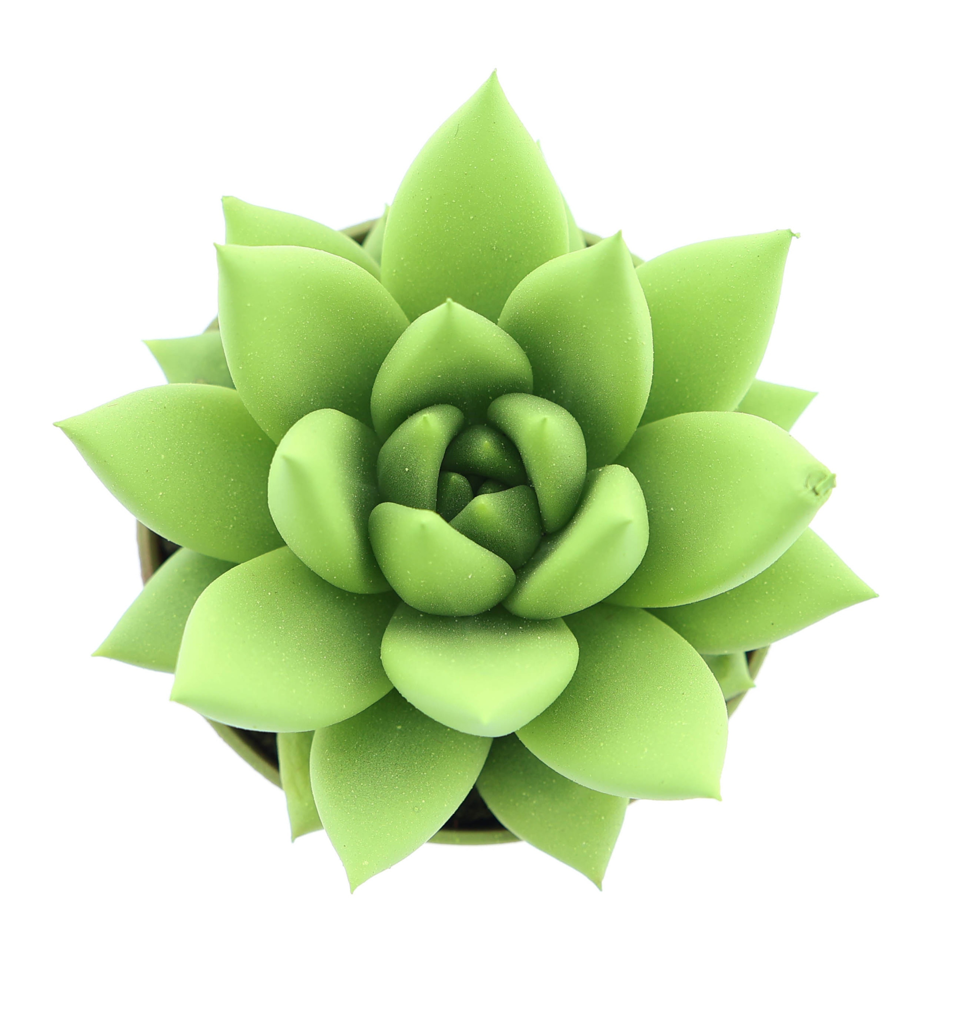 Rainbow yellow-green, D 5,5 cm