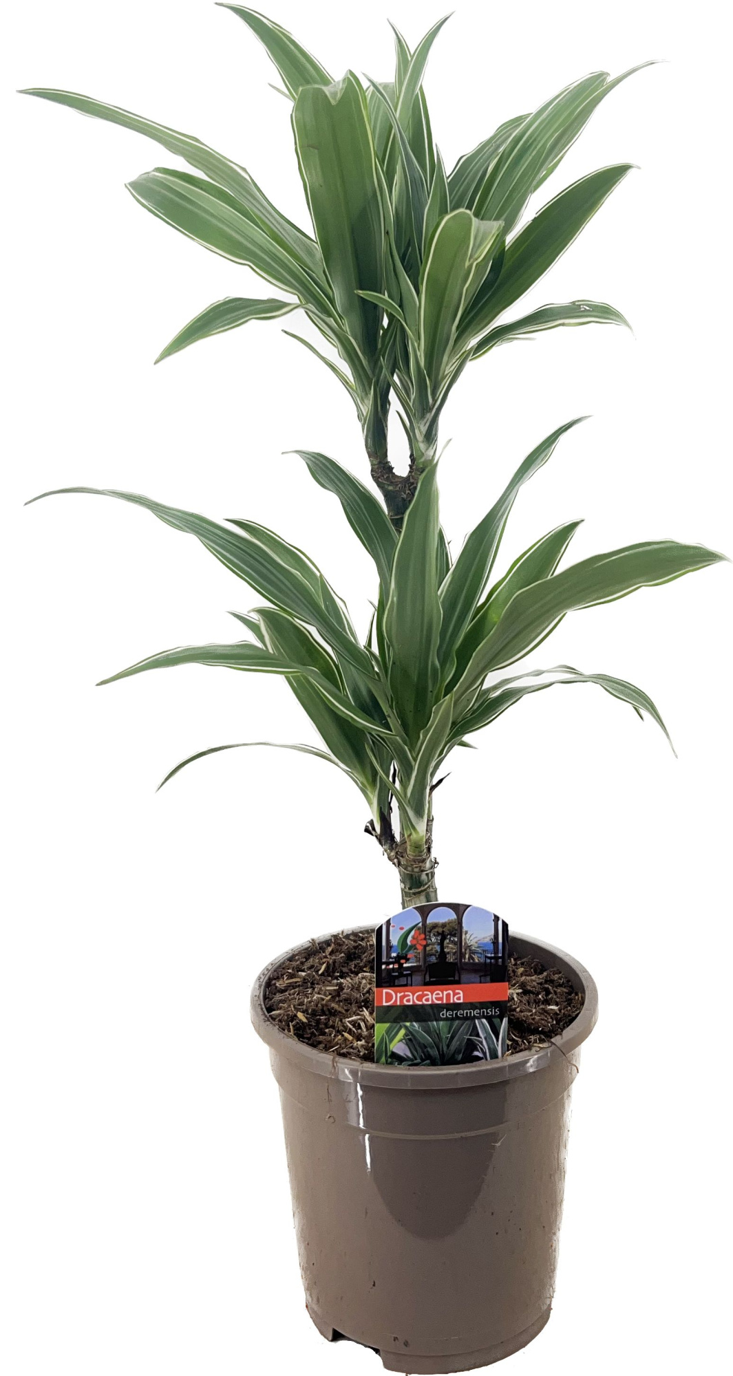 Dracaena deremensis warneckei 30-10, D 17