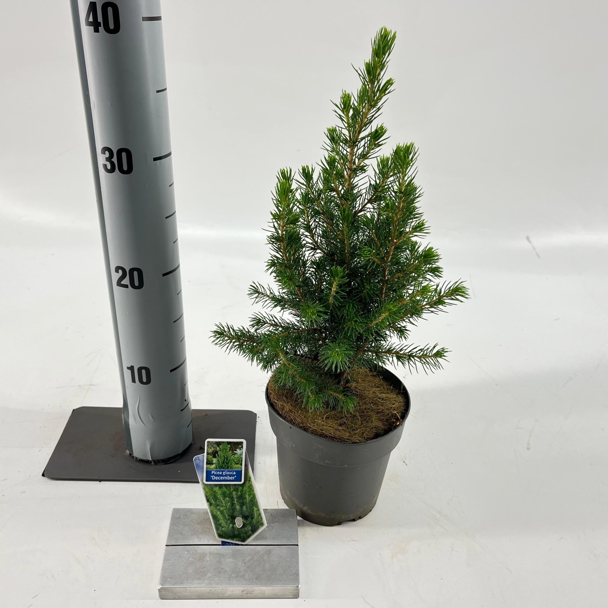 Picea glauca ‘Conica’, D 13 cm