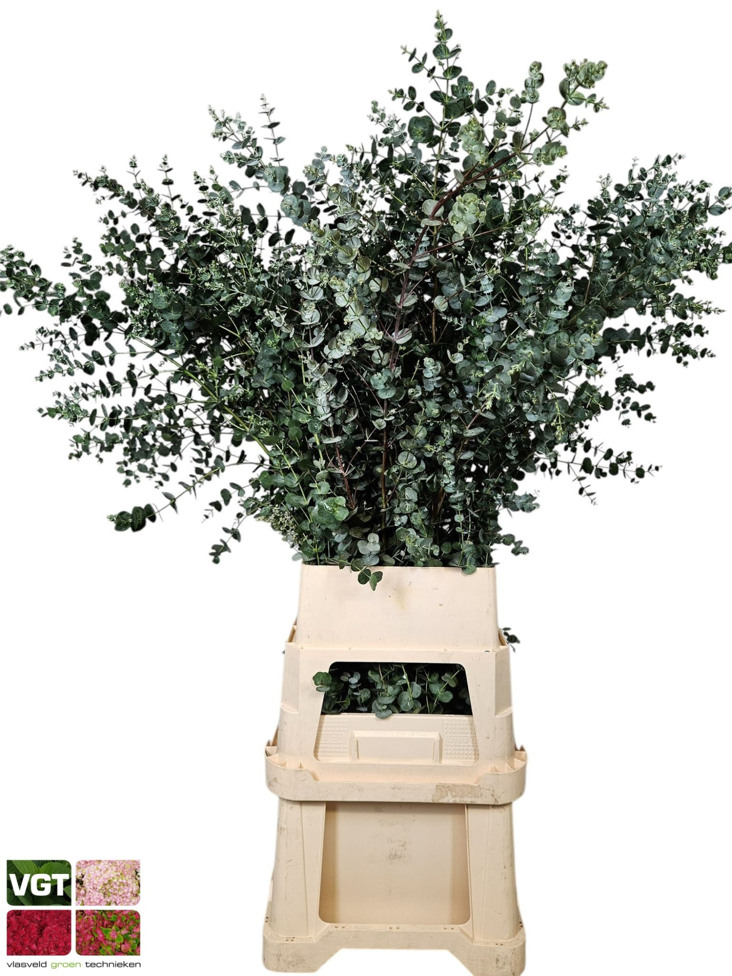 Эвкалипт Гунни Азура 125, шт.