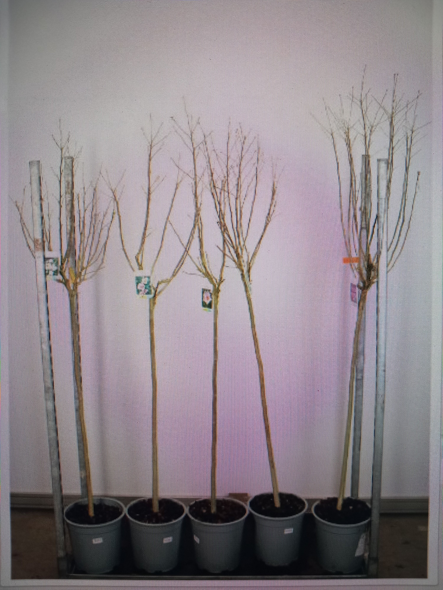 Hibiscus syriacus in cultivars 100 stam 50-60 kroon P28, D 28 cm