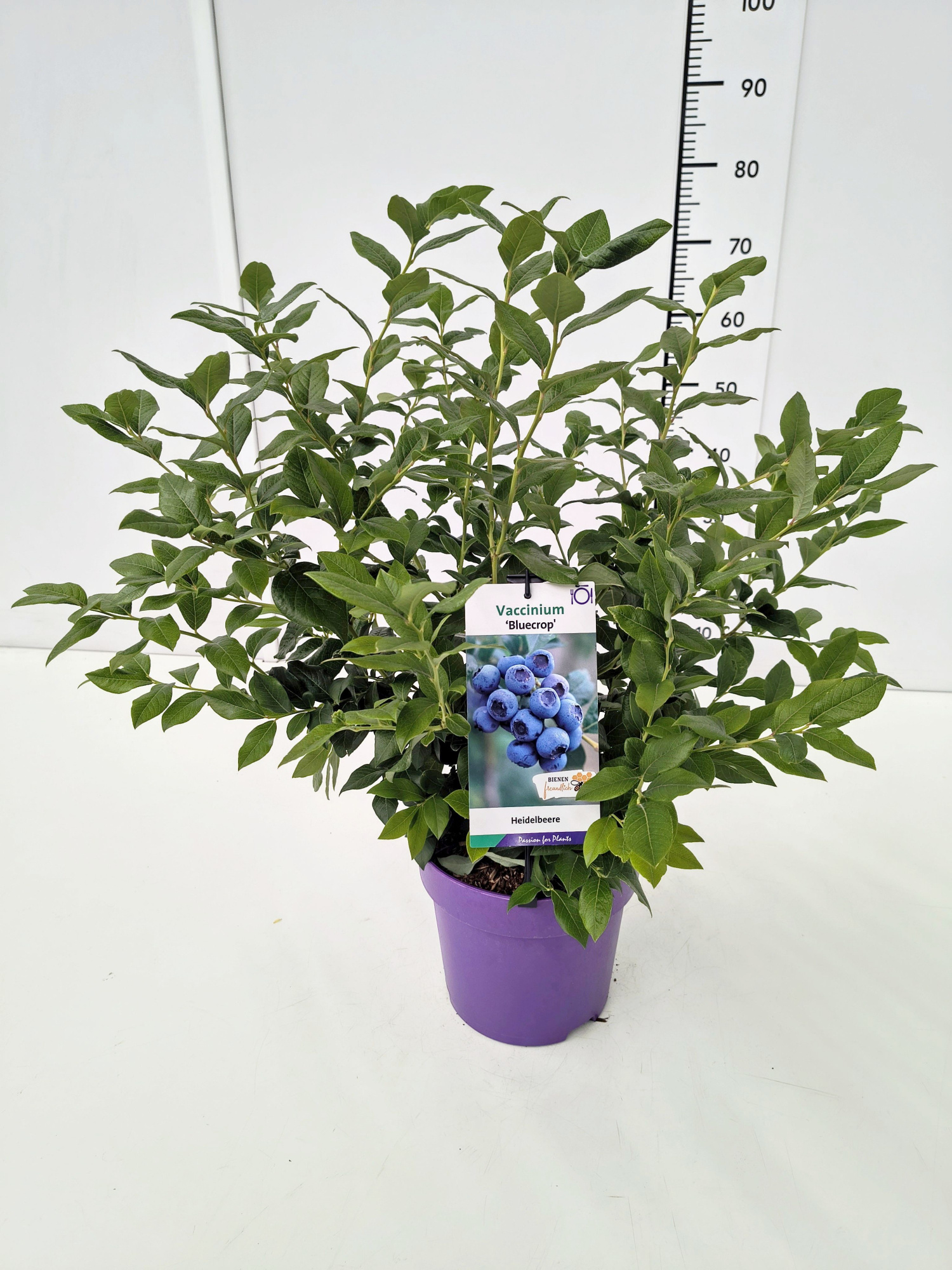 Vaccinium cor. 'Bluecrop' 40-60C5, D 23 cm